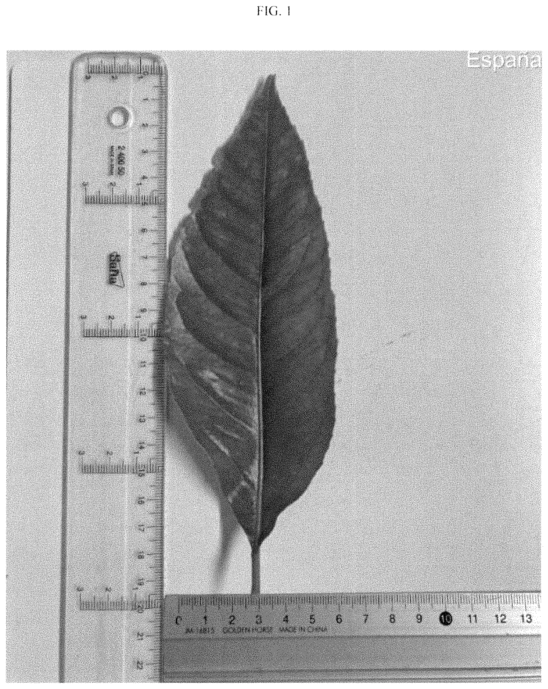 Patent USPP035395 — Lemon plant named ‘BENEDICTO’ — Figure 1