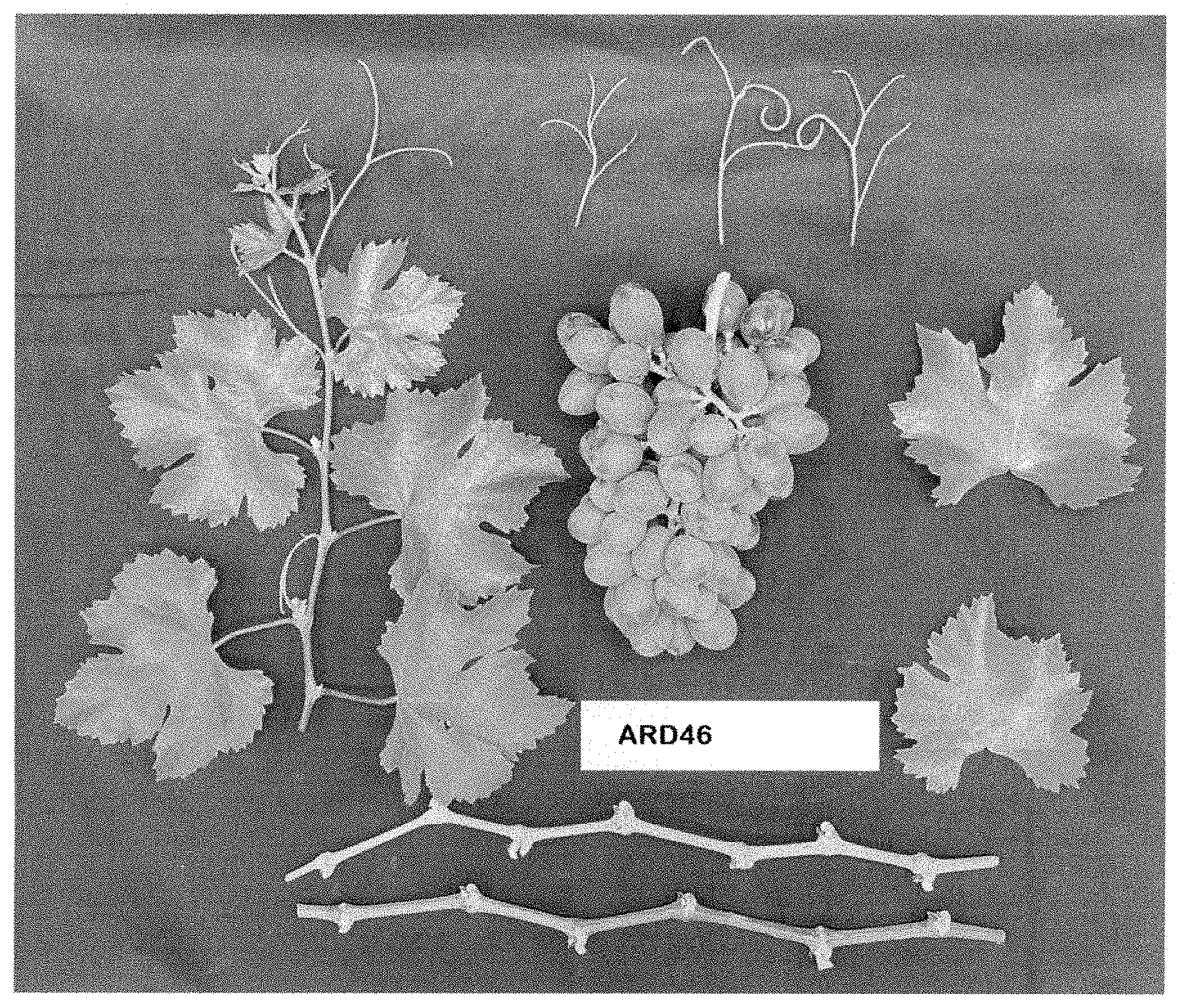 Patent USPP035396 — Grapevine plant named ‘ARD46’ — Figure 1