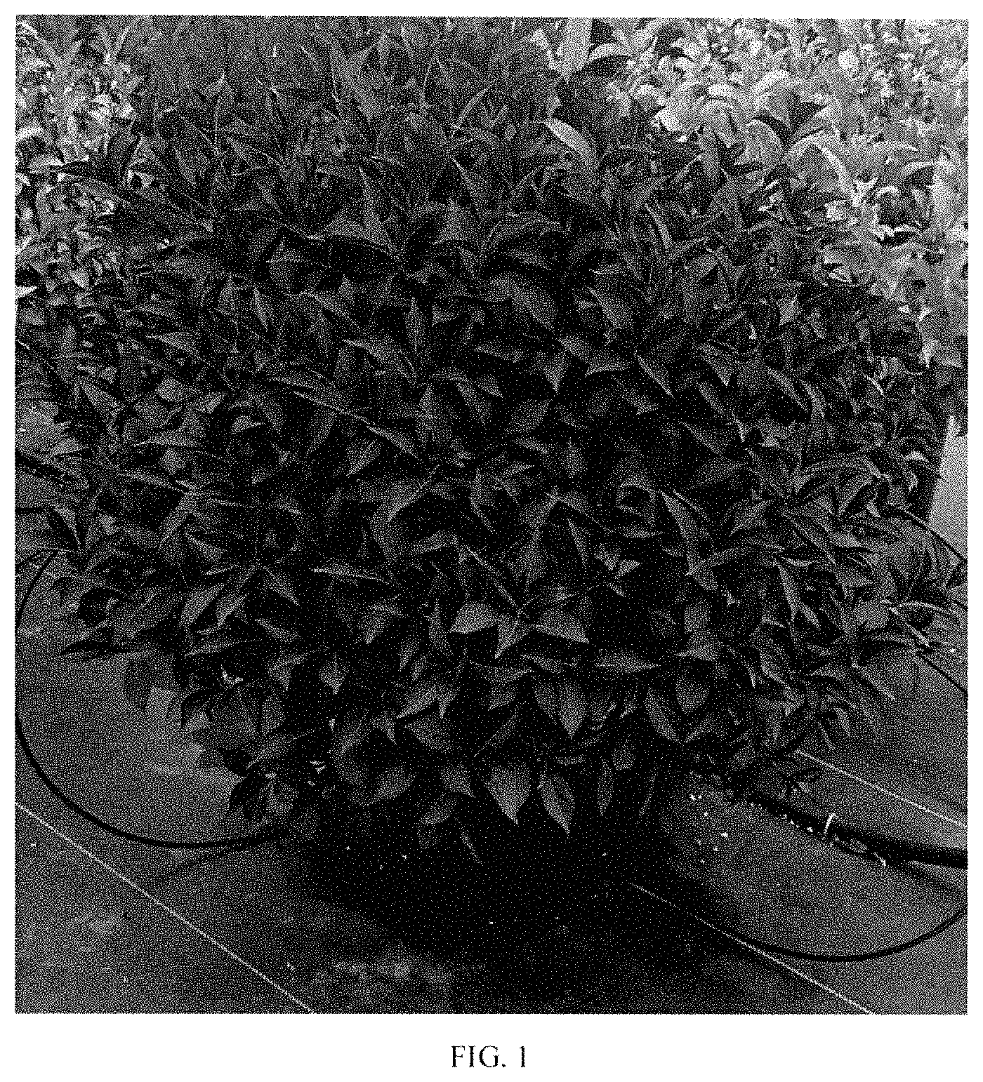 Patent USPP035397 — Weigela plant named ‘TMWG17-18’ — Figure 1