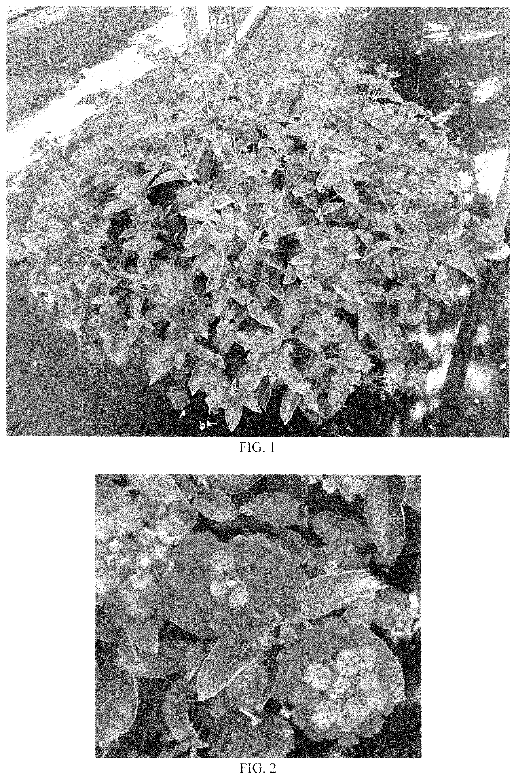 Patent USPP035398 — Lantana plant named ‘Balshamred’ — Figure 1