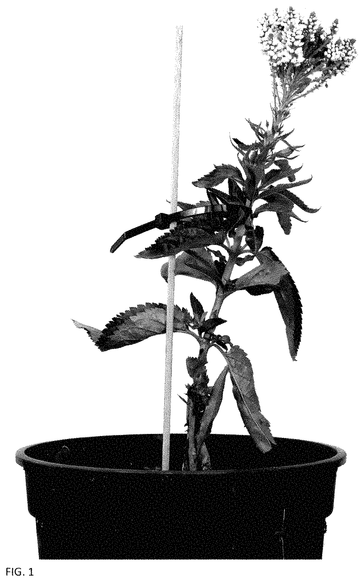 Patent USPP035399 — Veronica plant named ‘ALLVWAV’ — Figure 1