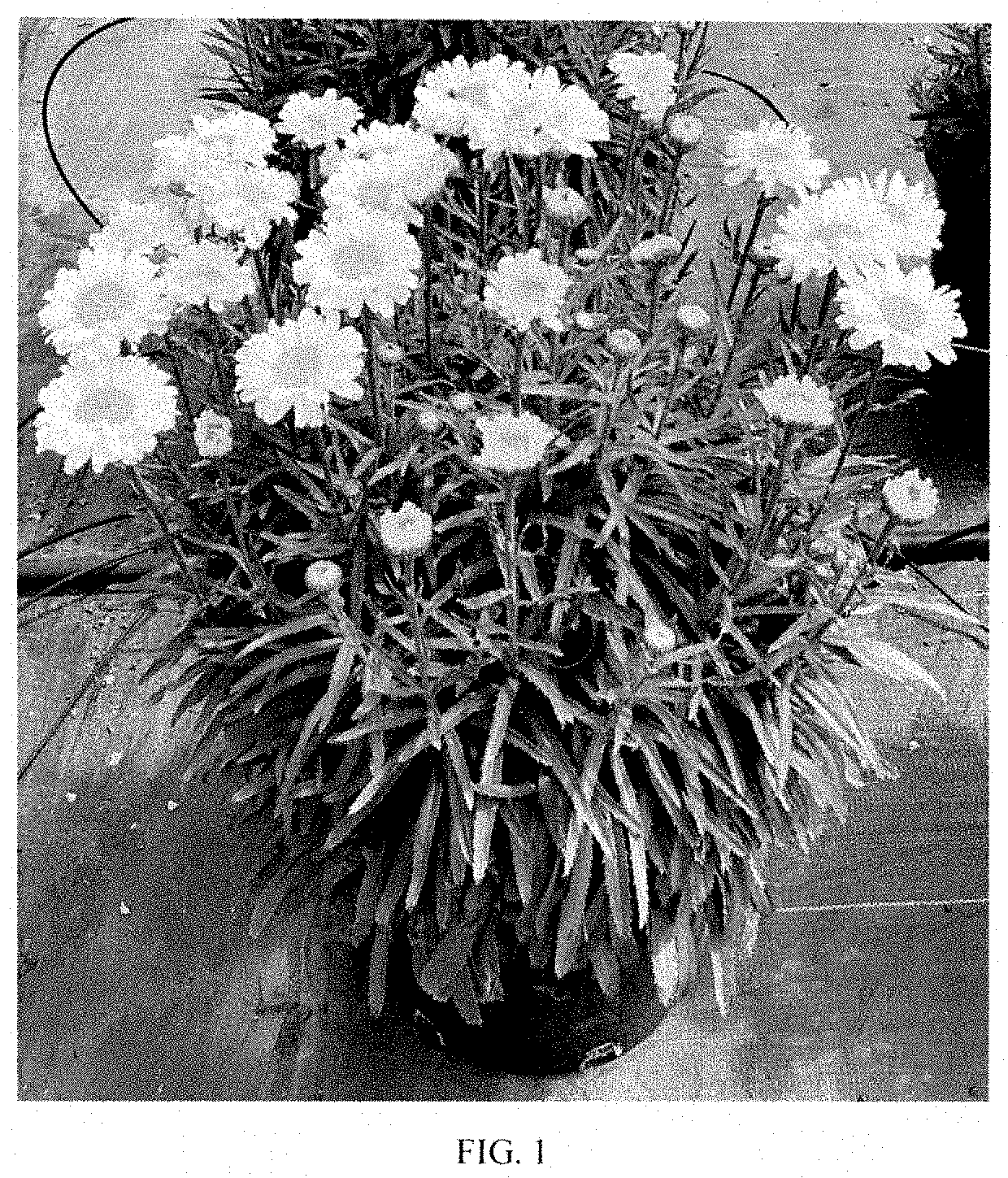 Patent USPP035400 Figure 1 – Leucanthemum plant named ‘Real Cream’