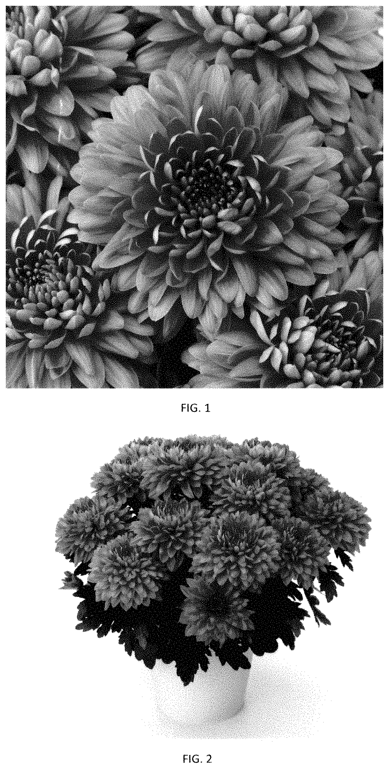Patent USPP035401 — Chrysanthemum plant named ‘CIDZ0116’ — Figure 1