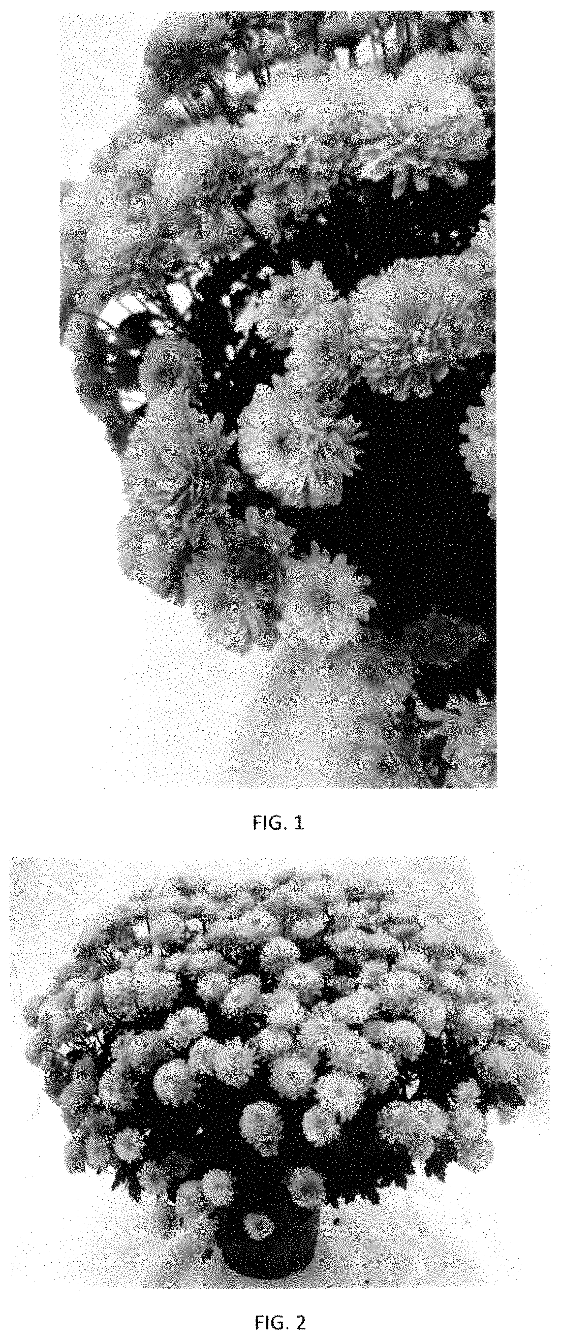 Patent USPP035402 — Chrysanthemum plant named ‘CIFZ0107’ — Figure 1