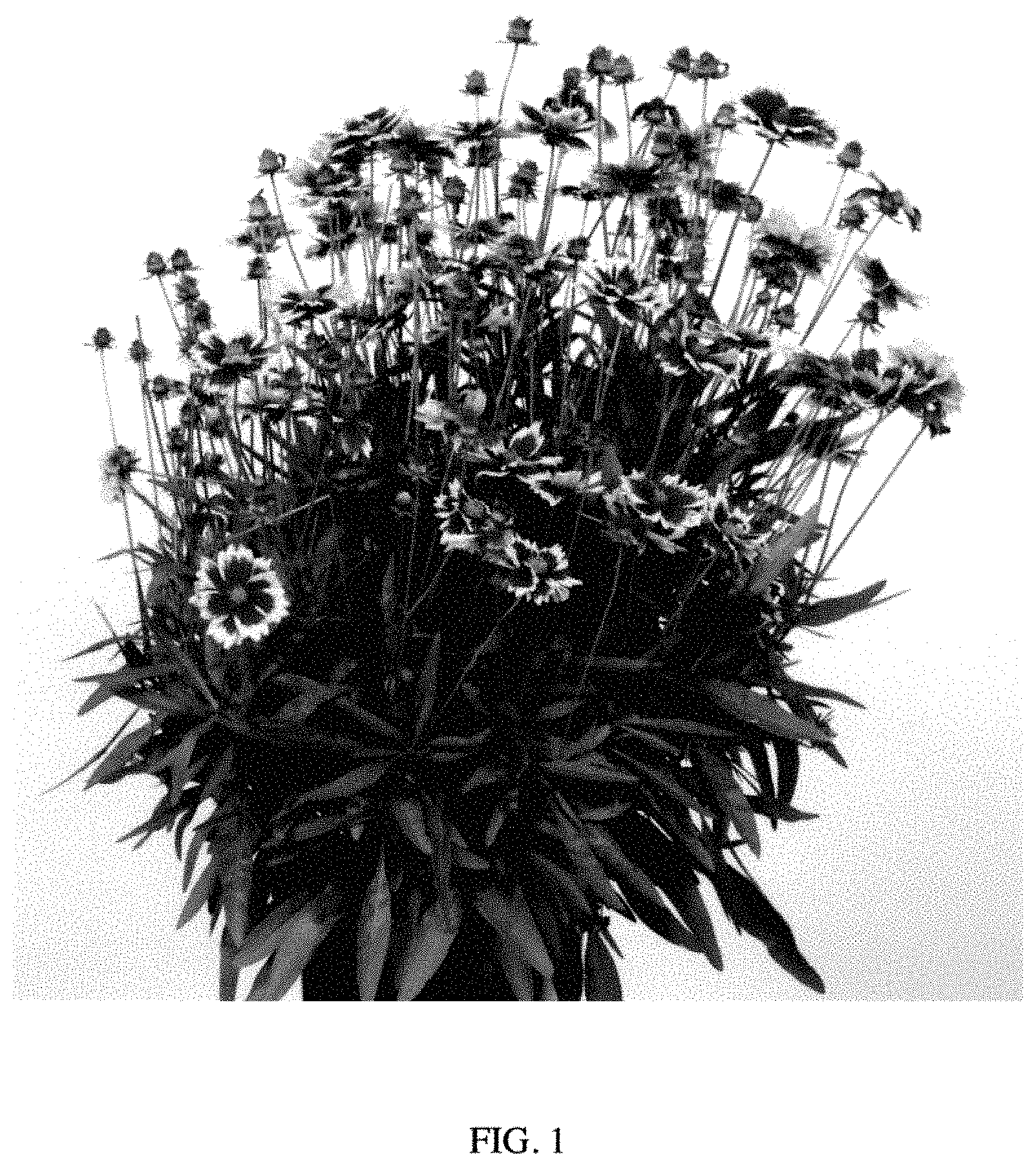 Patent USPP035403 — Coreopsis plant named ‘MVNC1904’ — Figure 1