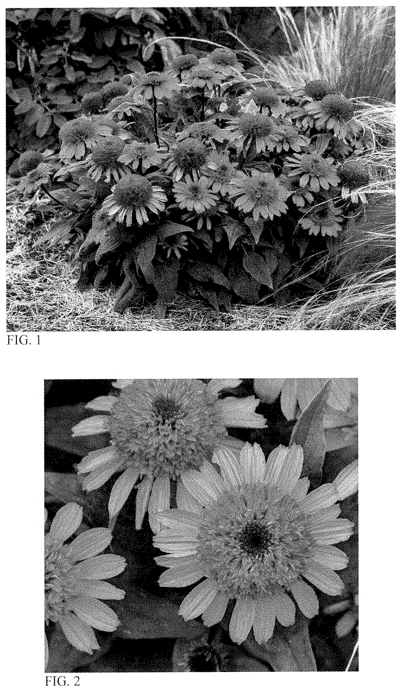 Patent USPP035404 — Echinacea plant named ‘Raspberry Beret’ — Figure 1