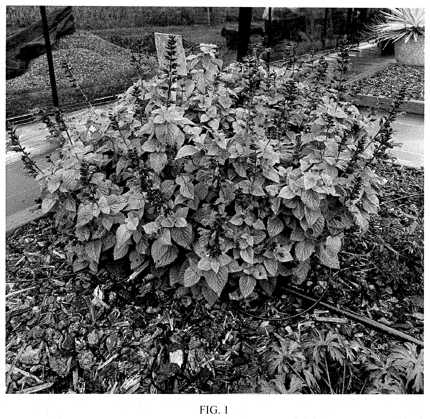 Patent USPP035405 — Salvia plant named ‘Jammin Jazz’ — Figure 1
