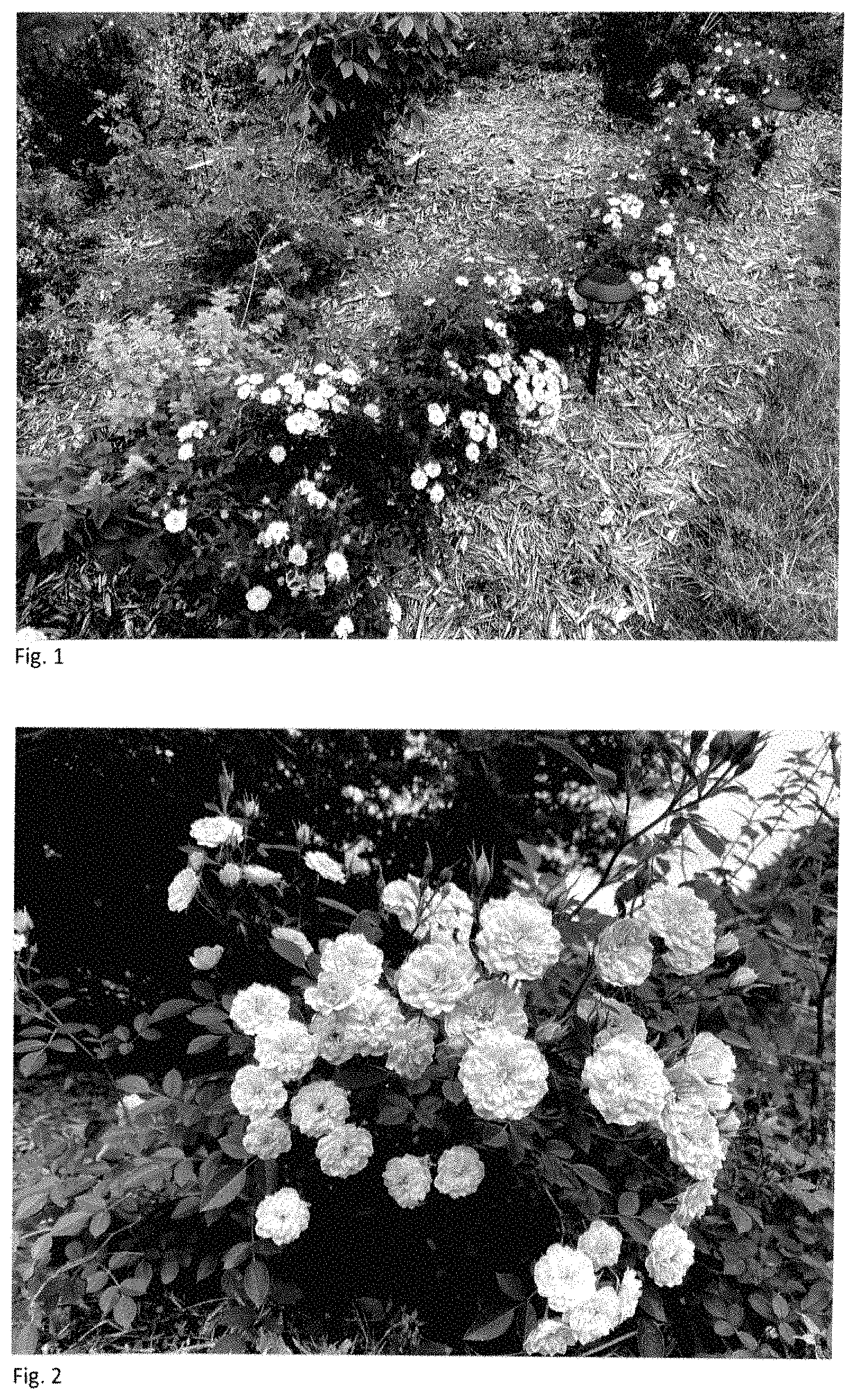 Patent USPP035406 — Shrub rose plant named ‘BYIbloomthyme’ — Figure 1