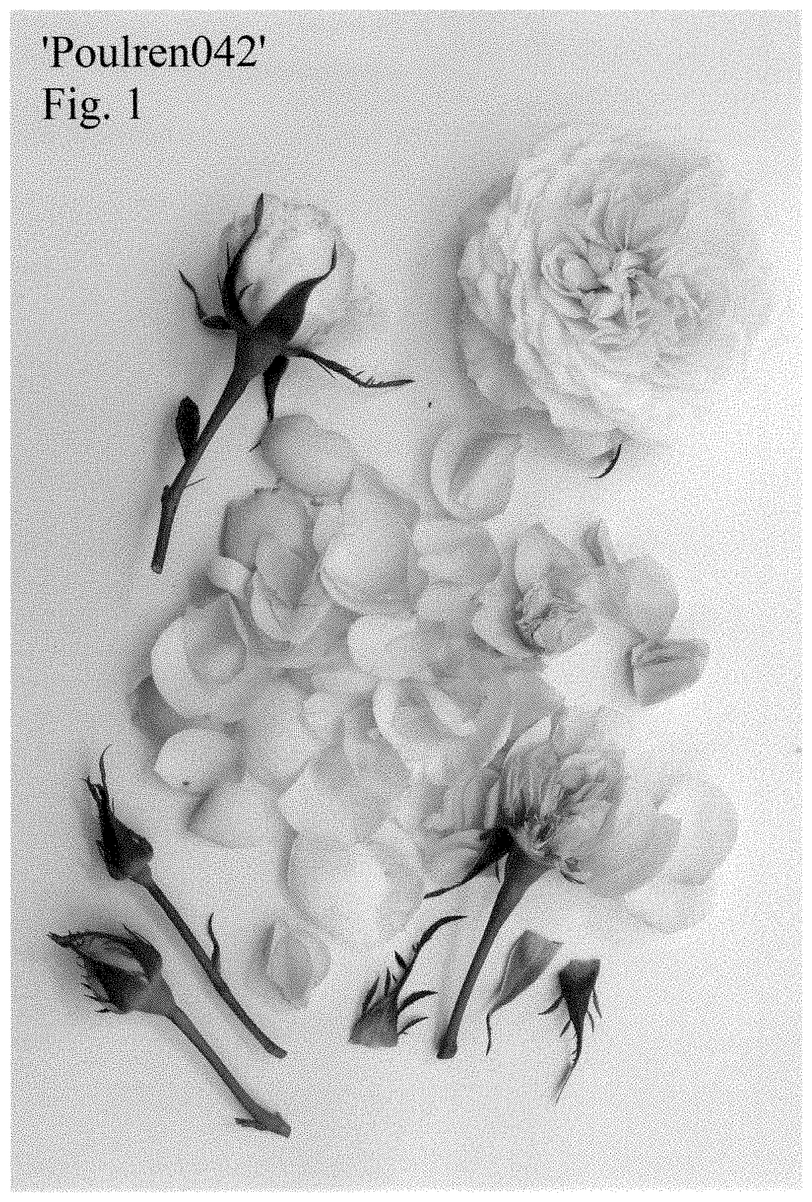 Patent USPP035407 — Hybrid tea rose plant named ‘Poulren042’ — Figure 1