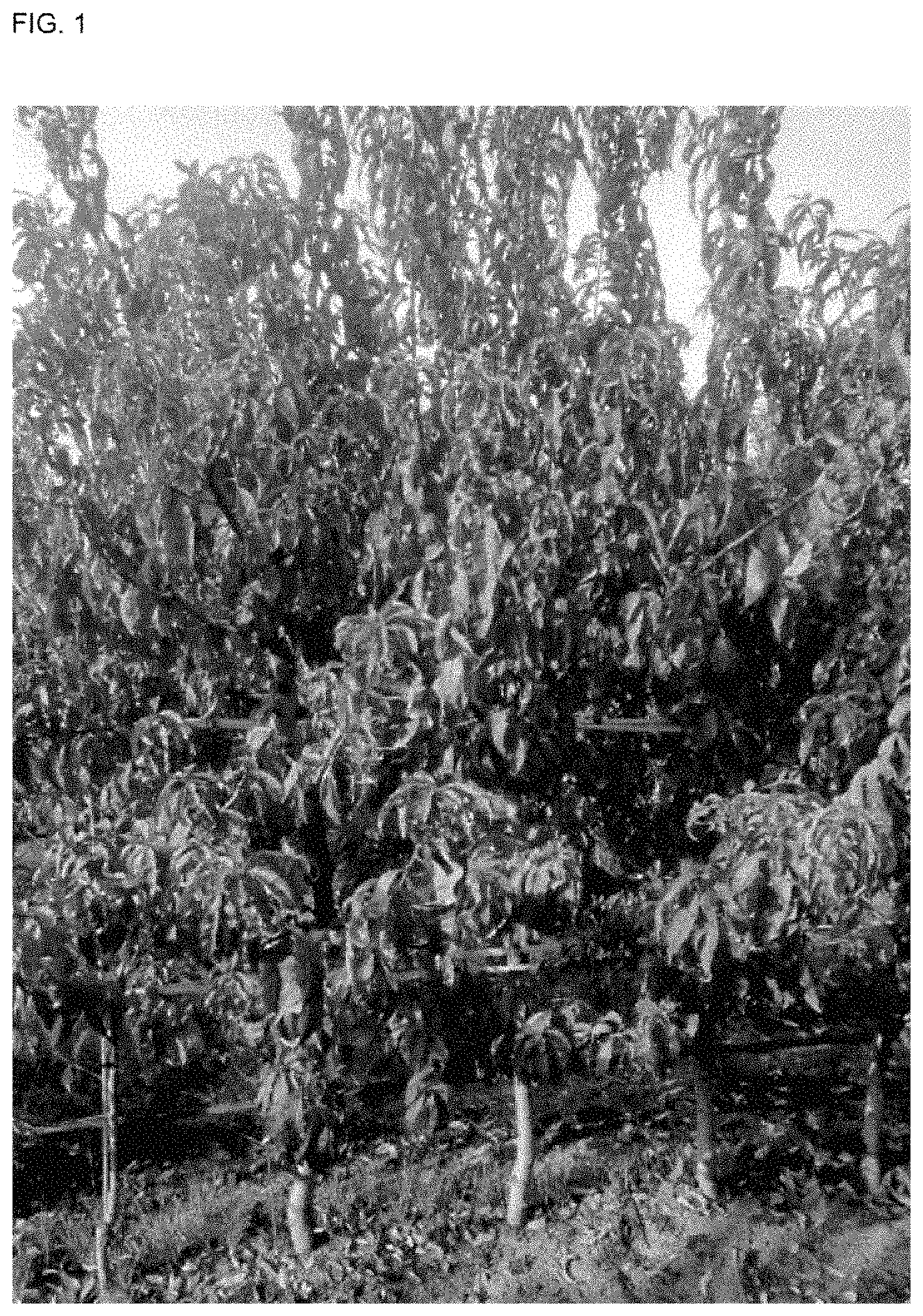 Patent USPP035410 — White peach tree named ‘SWEETJAZZY’ — Figure 1