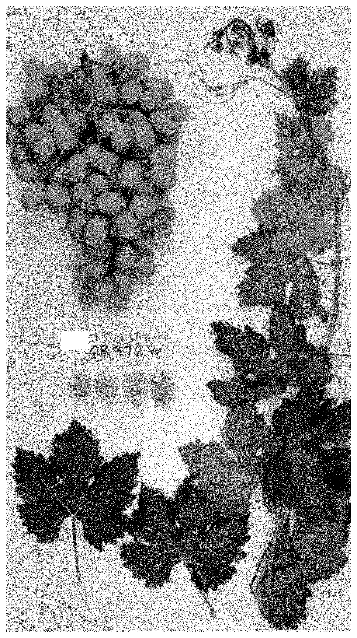 Patent USPP035411 — Grapevine plant named ‘Sugra63’ — Figure 1
