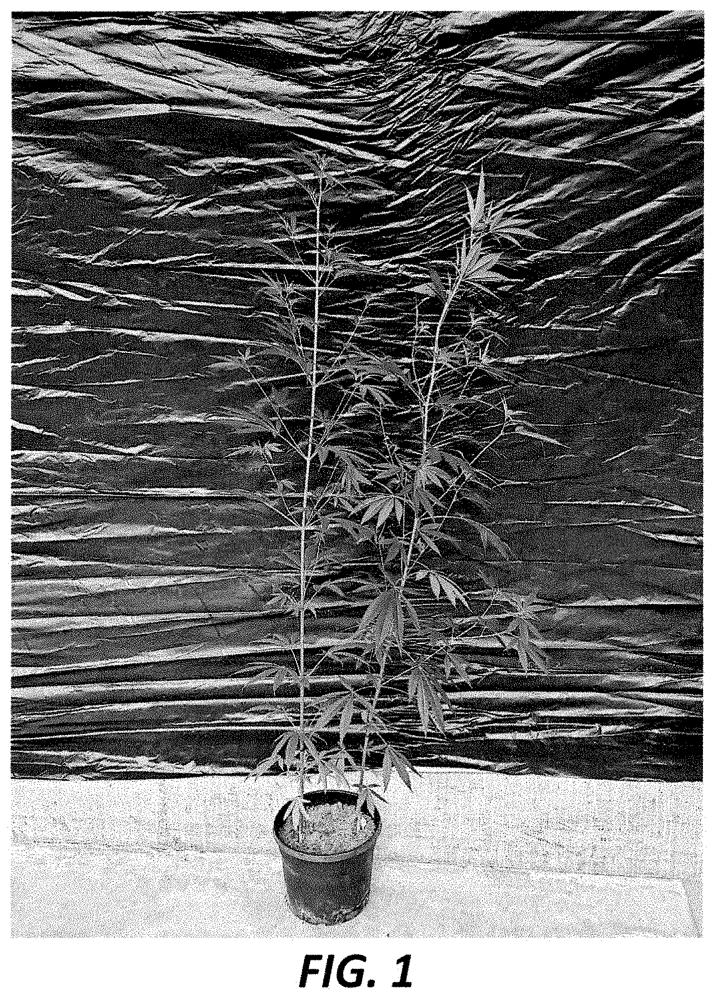 Patent USPP035412 — Hemp plant named ‘CAF#13/2020’ — Figure 1