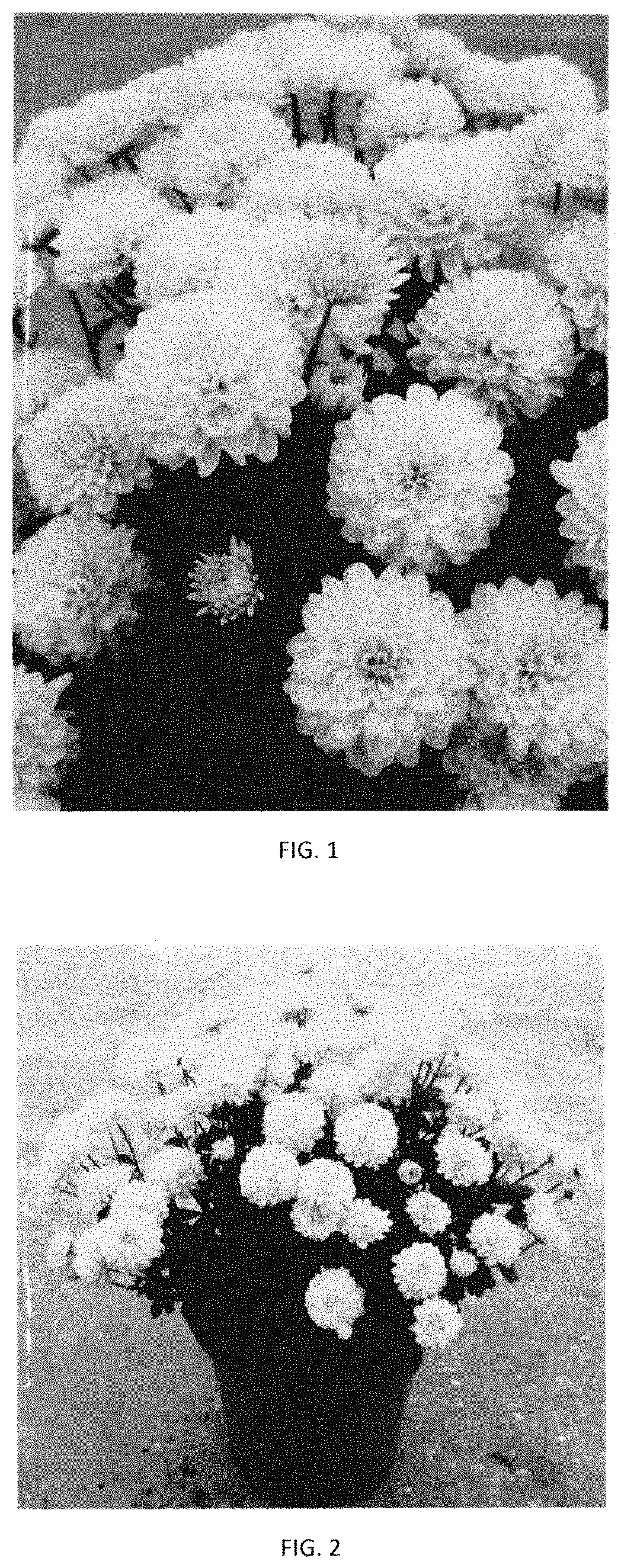Patent USPP035413 — Chrysanthemum plant named ‘CIFZ0089’ — Figure 1