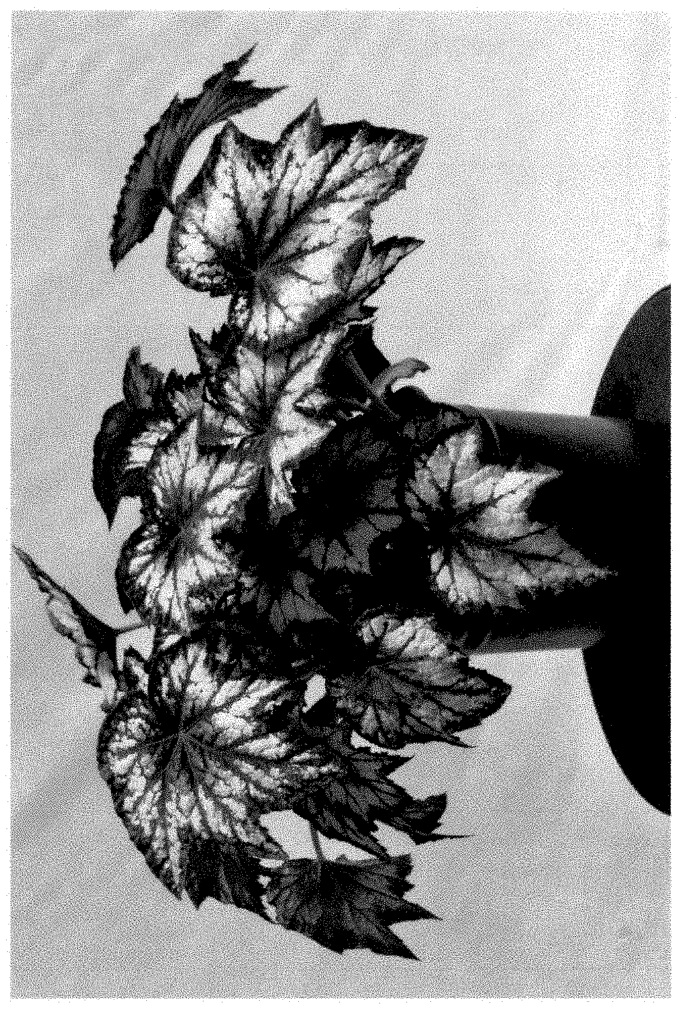 Patent USPP035414 — Begonia plant named ‘BBEN033-0’ — Figure 1
