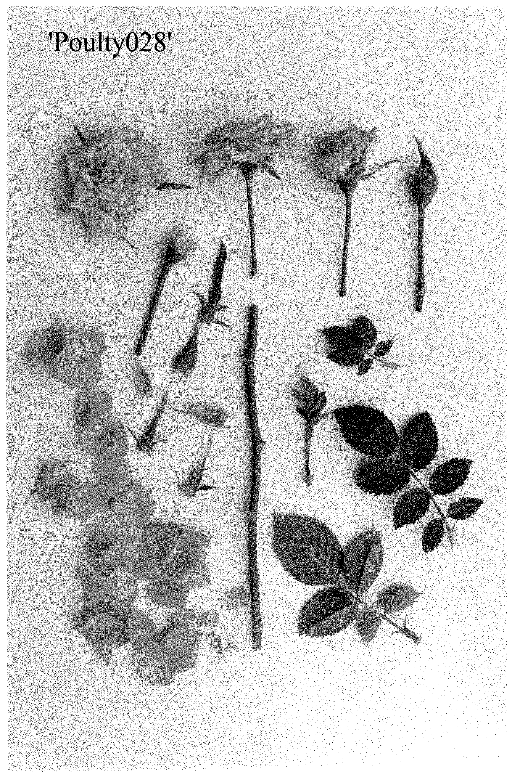 Patent USPP035415 Figure 1 – Rose plant named ‘Poulty028’