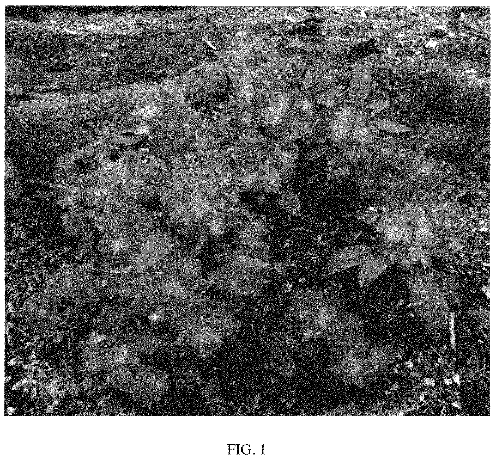 Patent USPP035416 — Rhododendron plant named ‘HoldenRhodo221’ — Figure 1