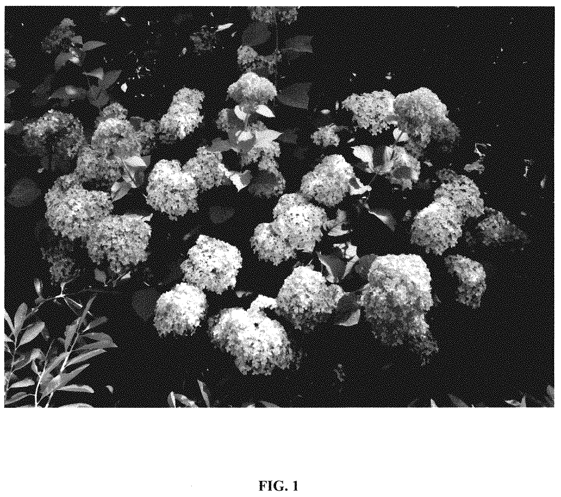 Patent USPP035417 — Hydrangea plant named ‘Bokodapi’ — Figure 1