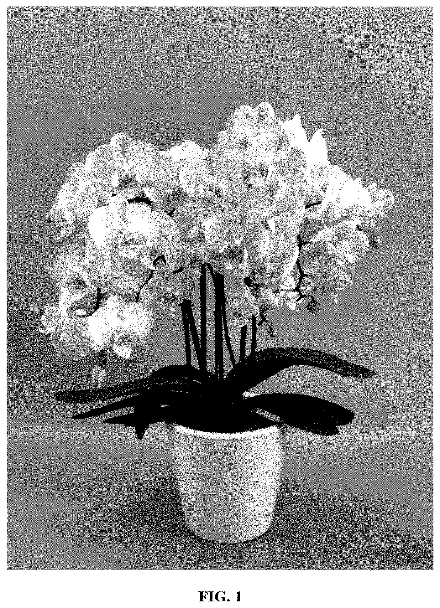 Patent USPP035418 — Phalaenopsis orchid plant named ‘PHA777427’ — Figure 1
