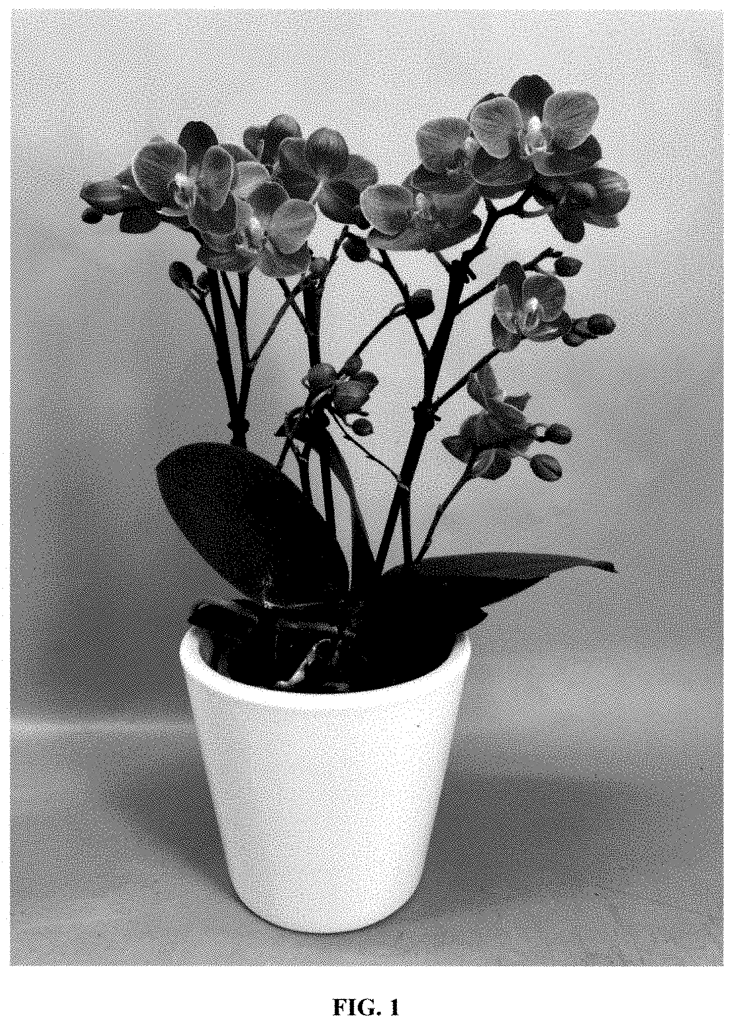 Patent USPP035419 — Phalaenopsis orchid plant named ‘PHA227444’ — Figure 1