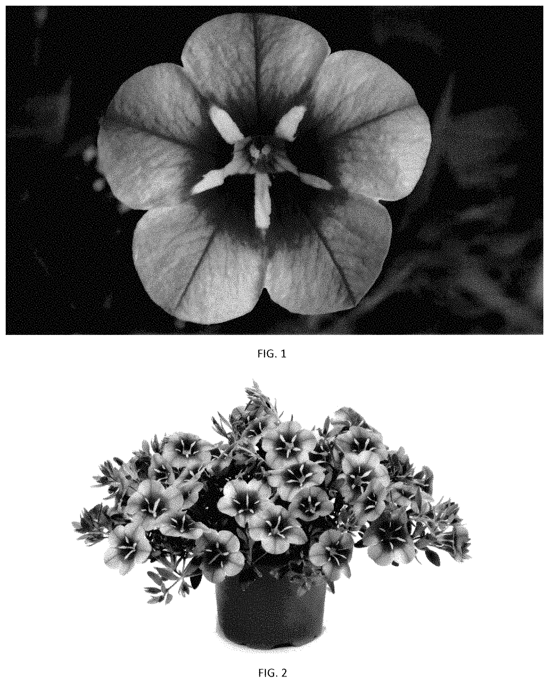 Patent USPP035420 — Calibrachoa plant named ‘CBRZ0046’ — Figure 1