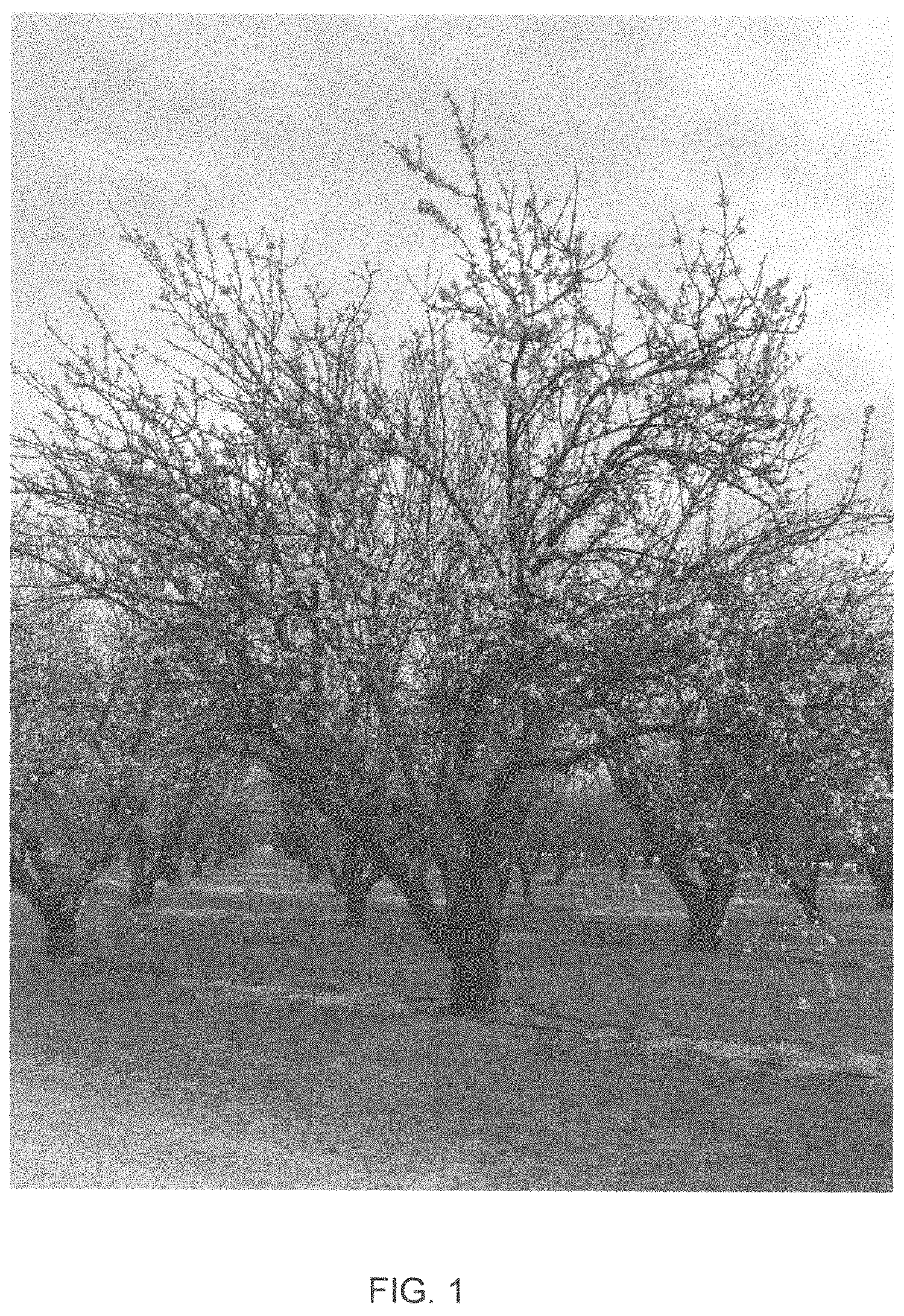 Patent USPP035421 — Almond tree named ‘PY1’ — Figure 1