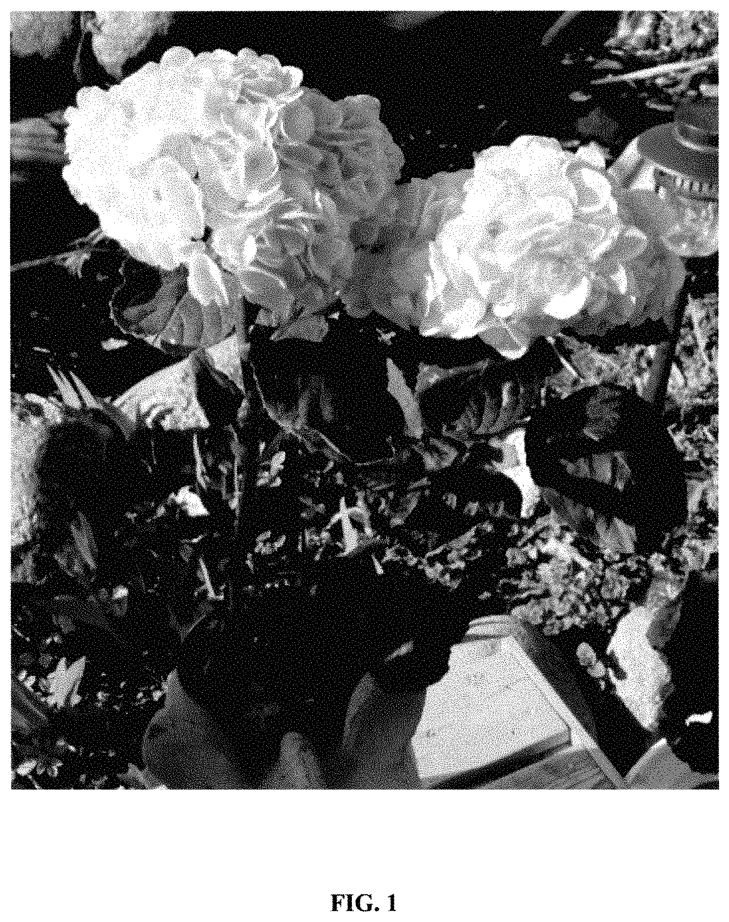 Patent USPP035422 — Hydrangea plant named ‘Hokomaverde’ — Figure 1