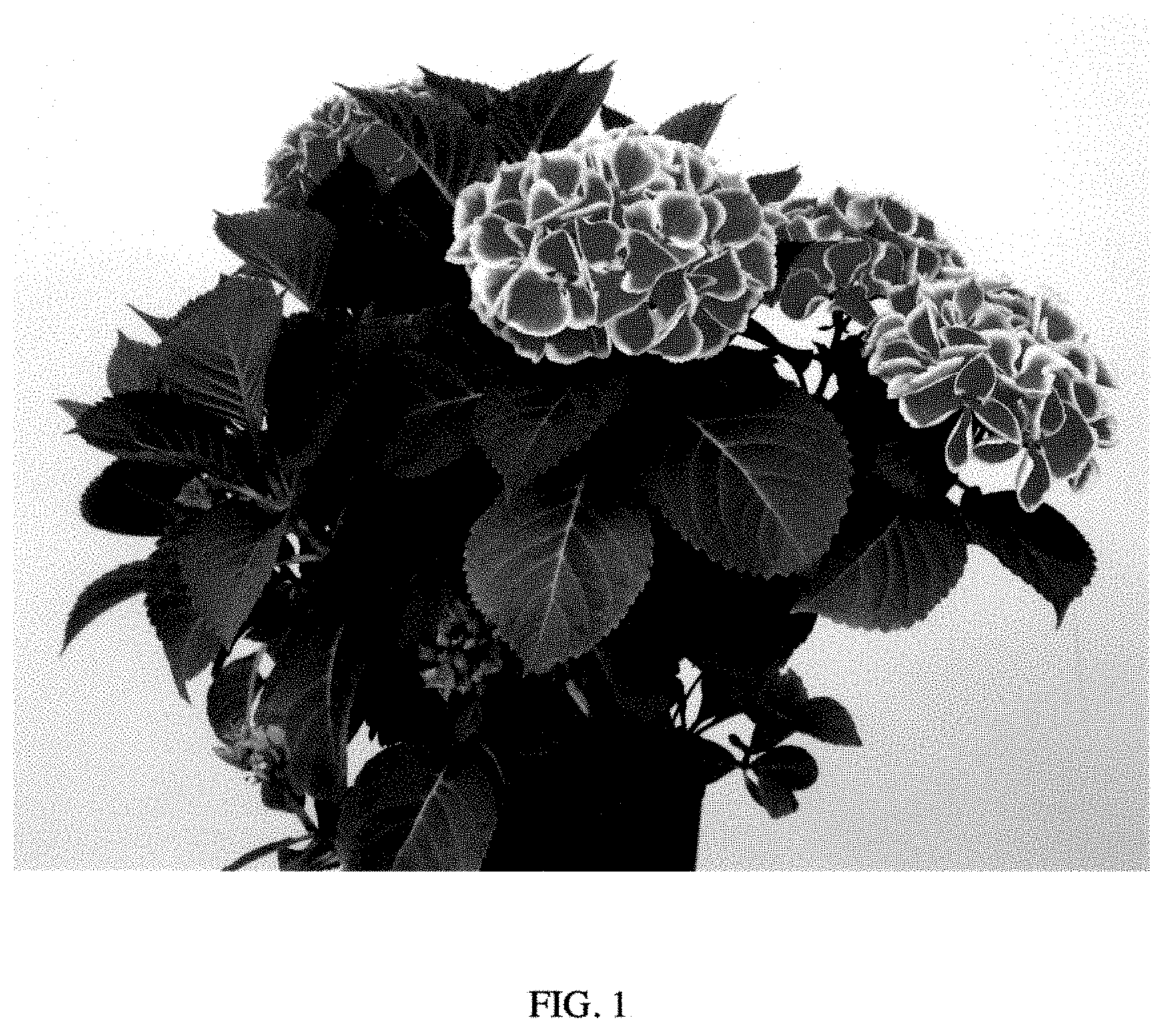 Patent USPP035423 — Hydrangea plant named ‘Perla59361’ — Figure 1