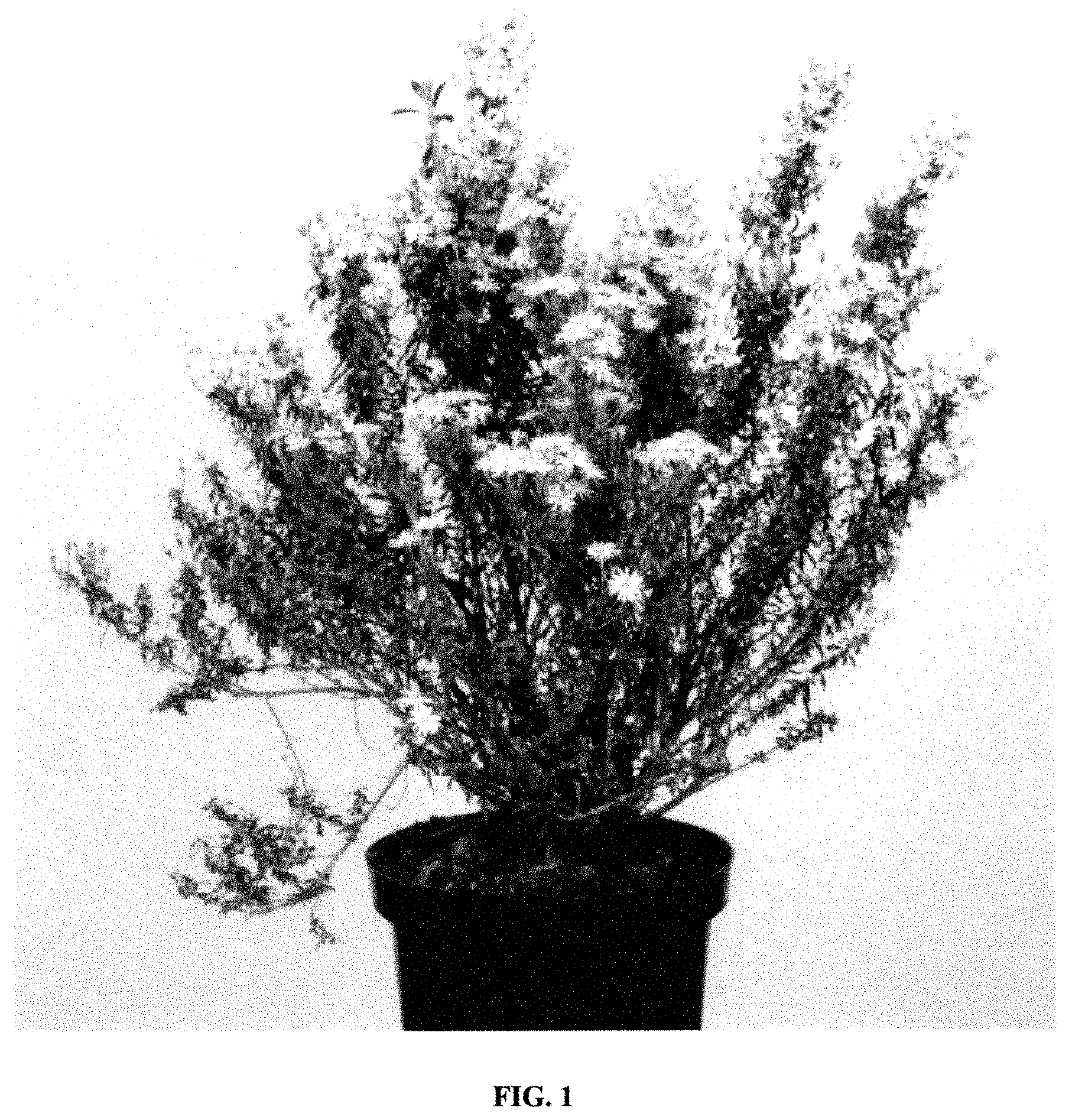 Patent USPP035424 — Olearia plant named ‘ARKPAP’ — Figure 1