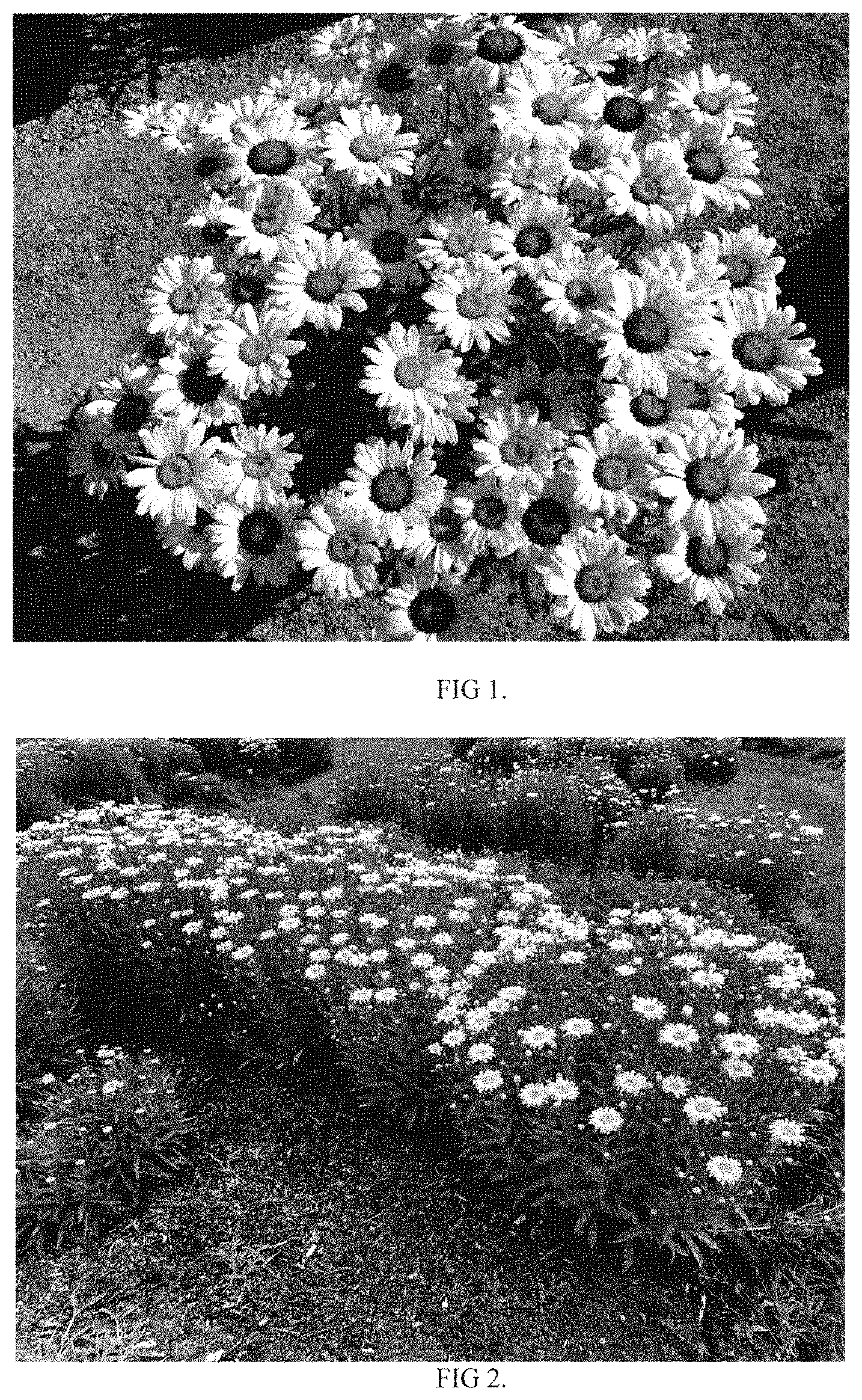 Patent USPP035425 — Leucanthemum superbum plant named ‘Flower Power’ — Figure 1
