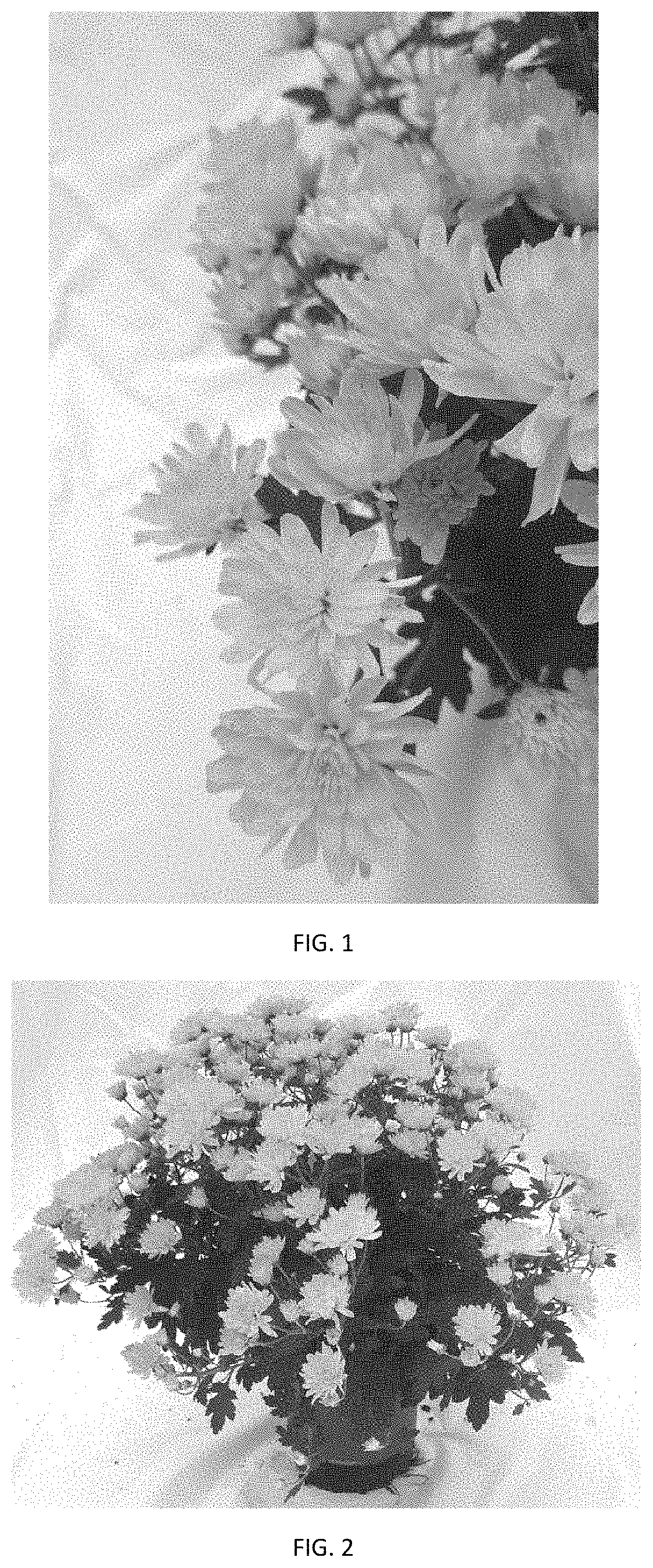Patent USPP035426 — Chrysanthemum plant named ‘CIFZ0101’ — Figure 1