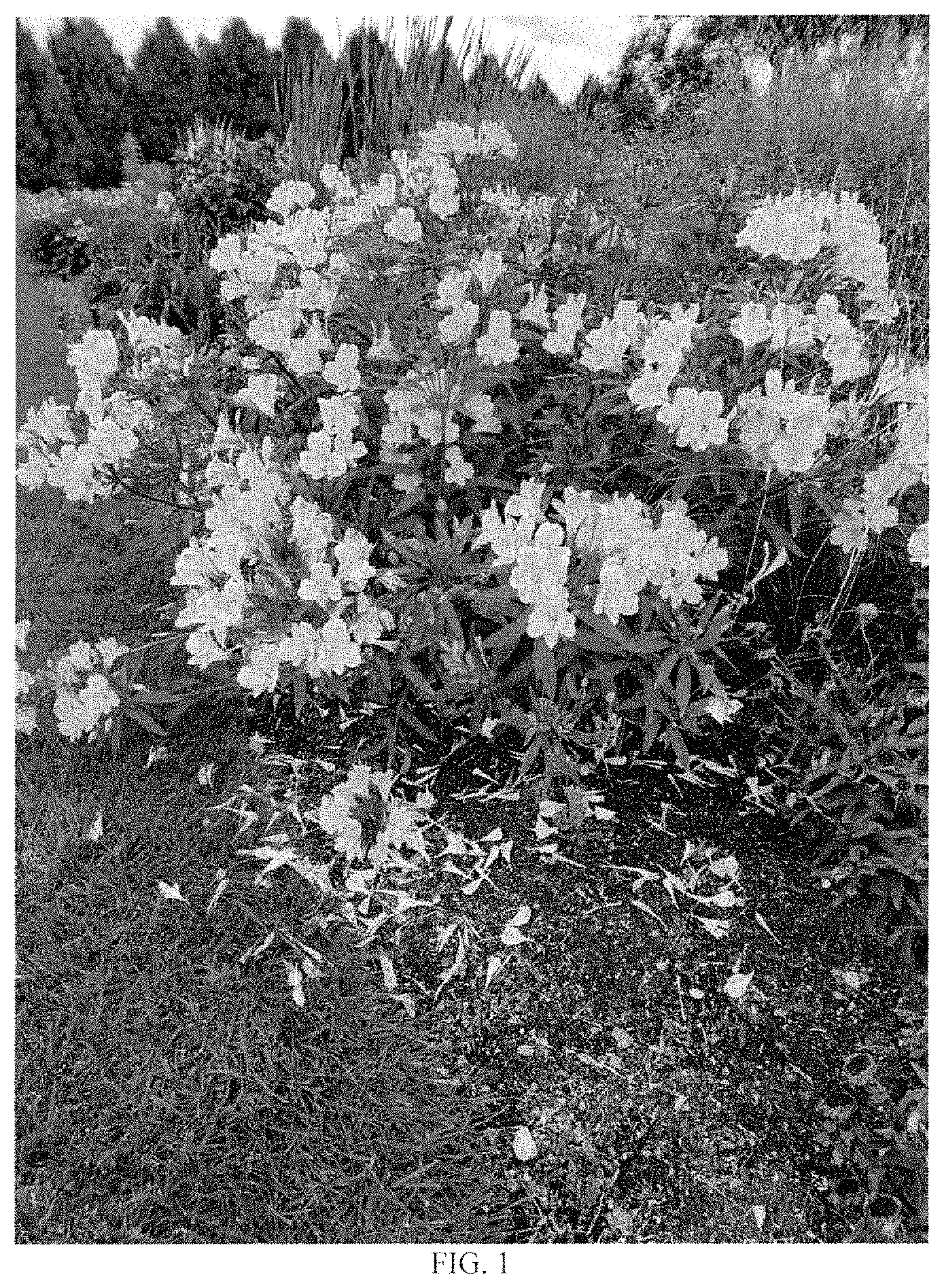 Patent USPP035427 — Alstroemeria plant named ‘Golden Tiara’ — Figure 1