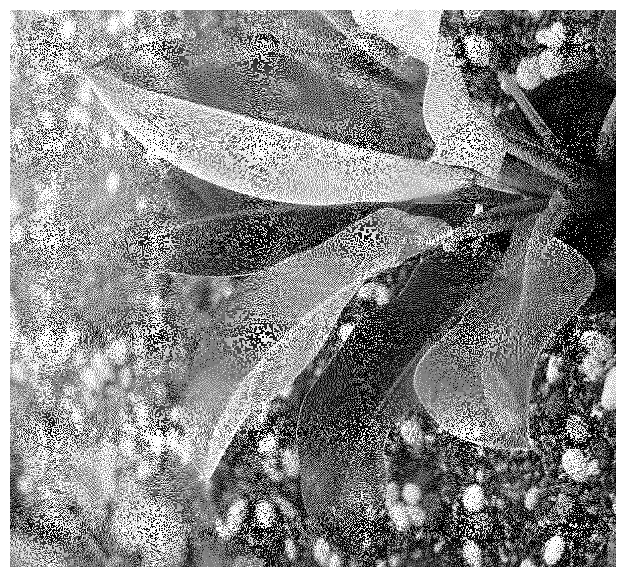 Patent USPP035428 — Philodendron red moon plant named ‘Fire Moon’ — Figure 1