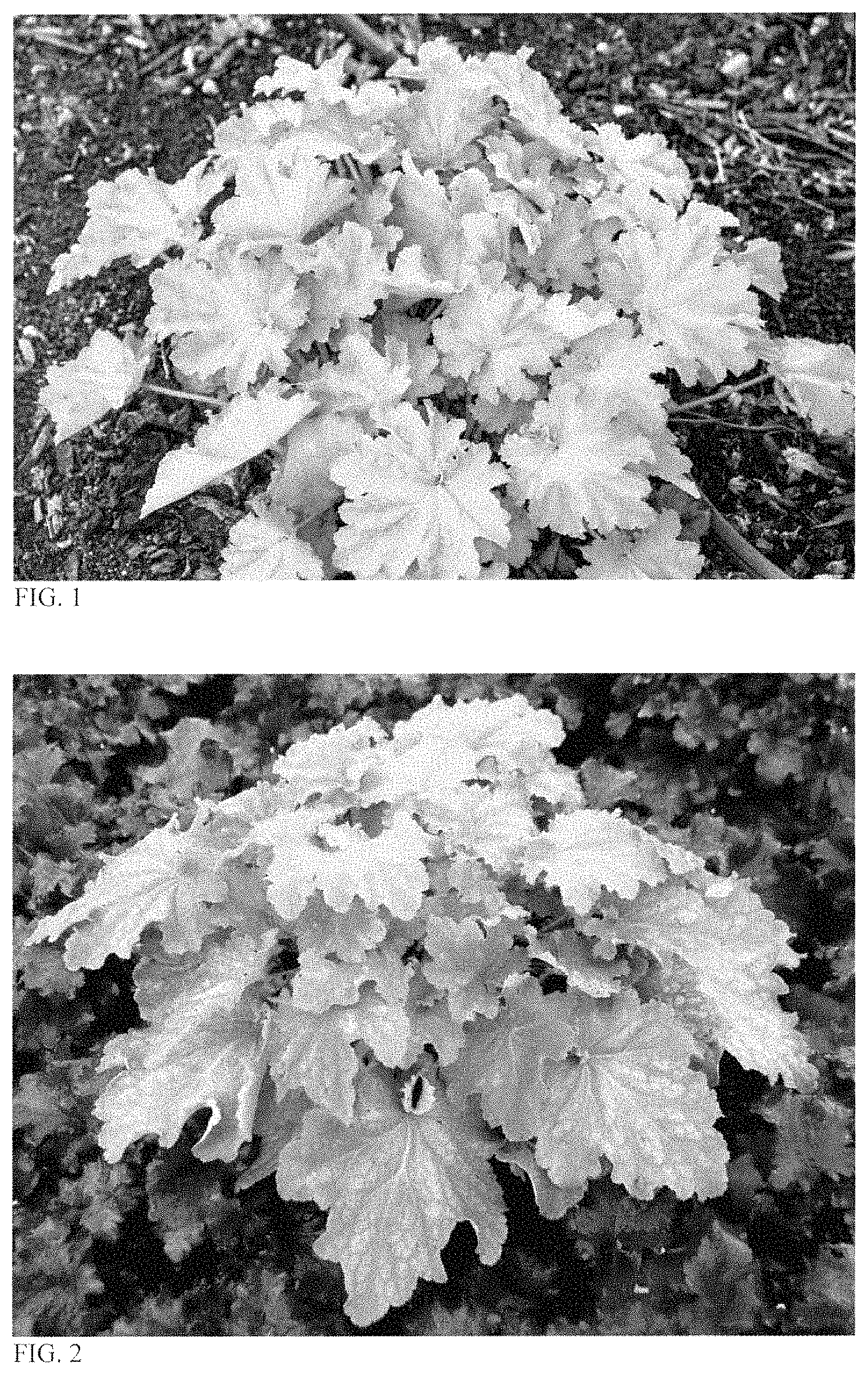 Patent USPP035429 — Heuchera plant named ‘Ball Gown’ — Figure 1