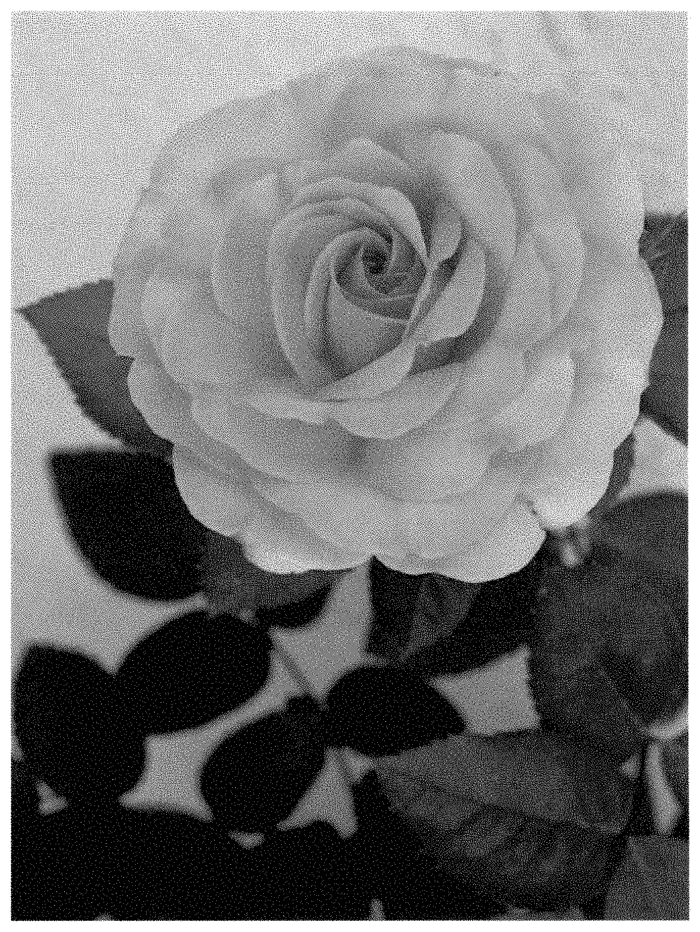 Patent USPP035430 Figure 1 – Climber rose plant named ‘LIMprofessorleenean’