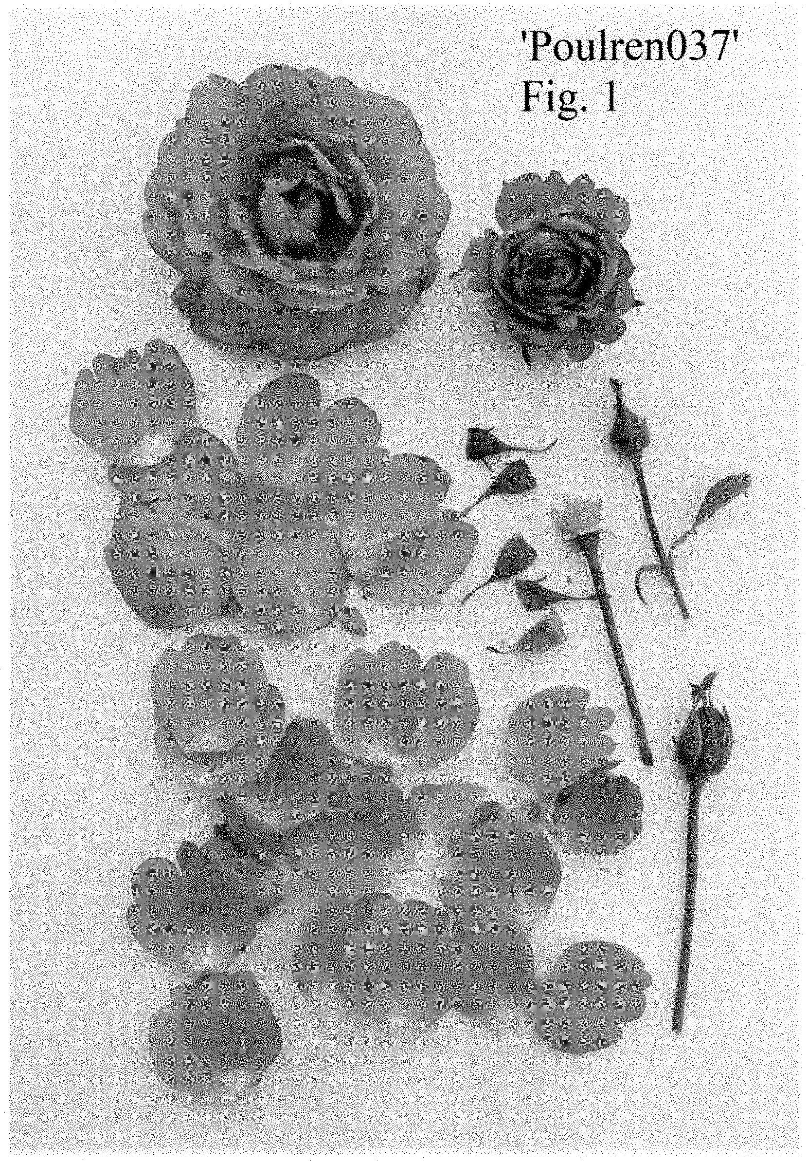 Patent USPP035431 Figure 1 – Rose plant named ‘Poulren037’