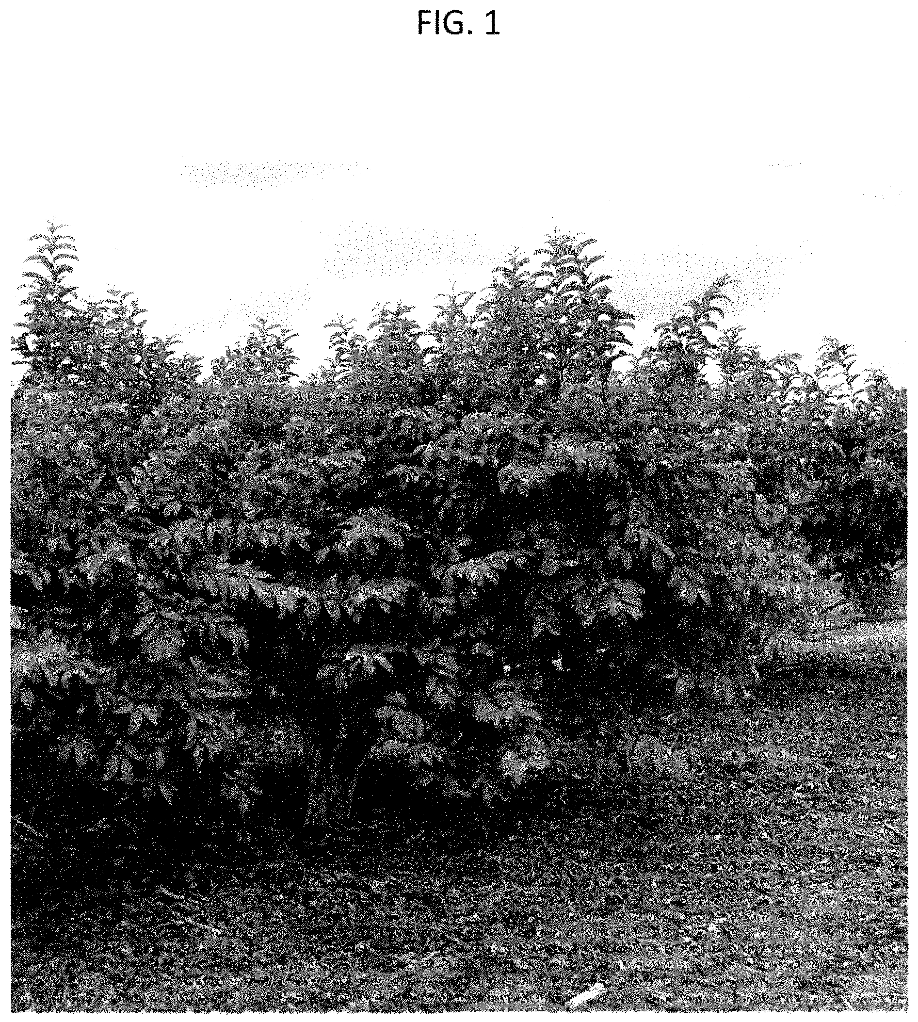 Patent USPP035433 — Psidium plant named ‘SERRATO 29’ — Figure 1