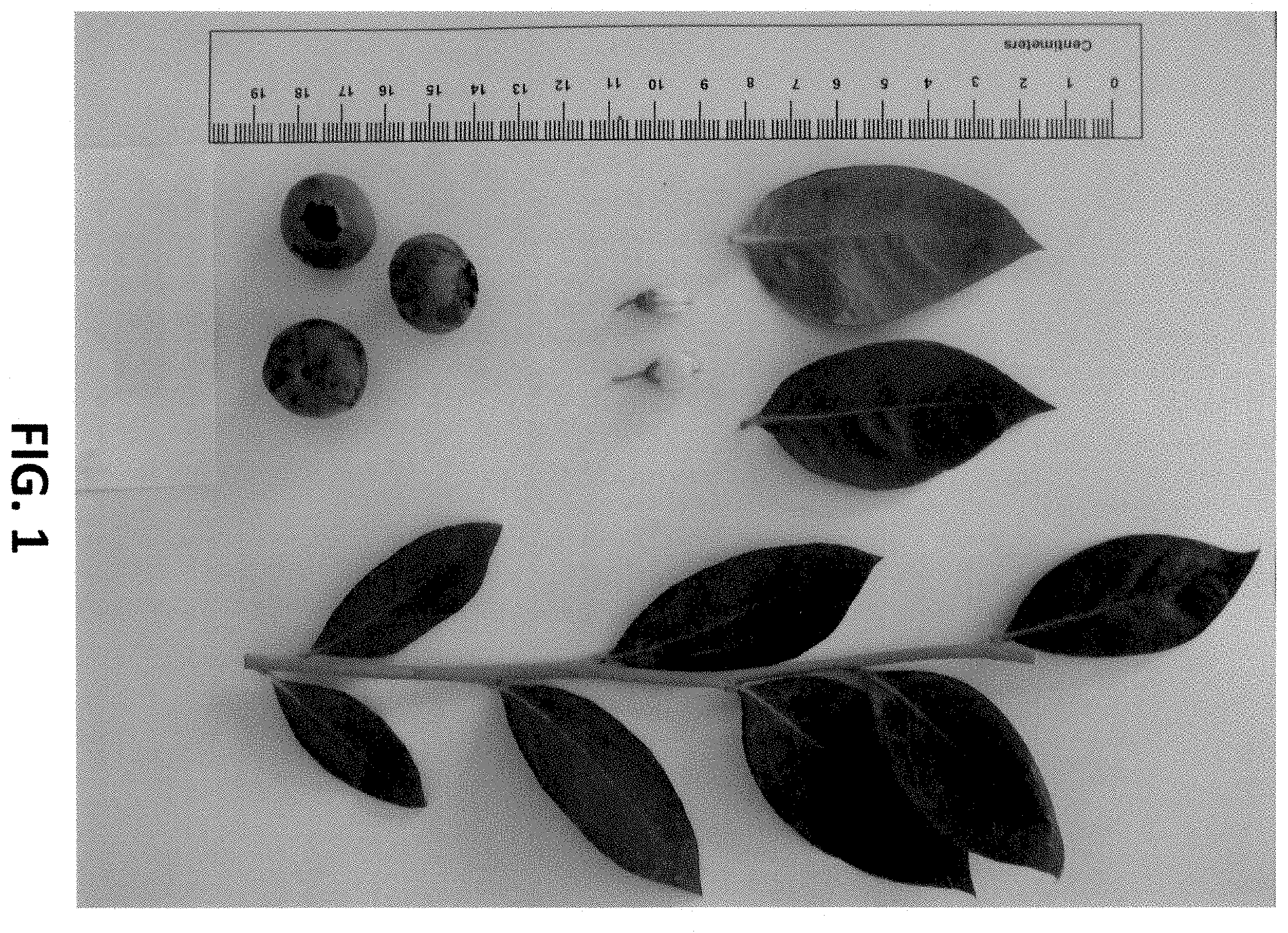 Patent USPP035434 — Blueberry plant named ‘NS 16-6’ — Figure 1