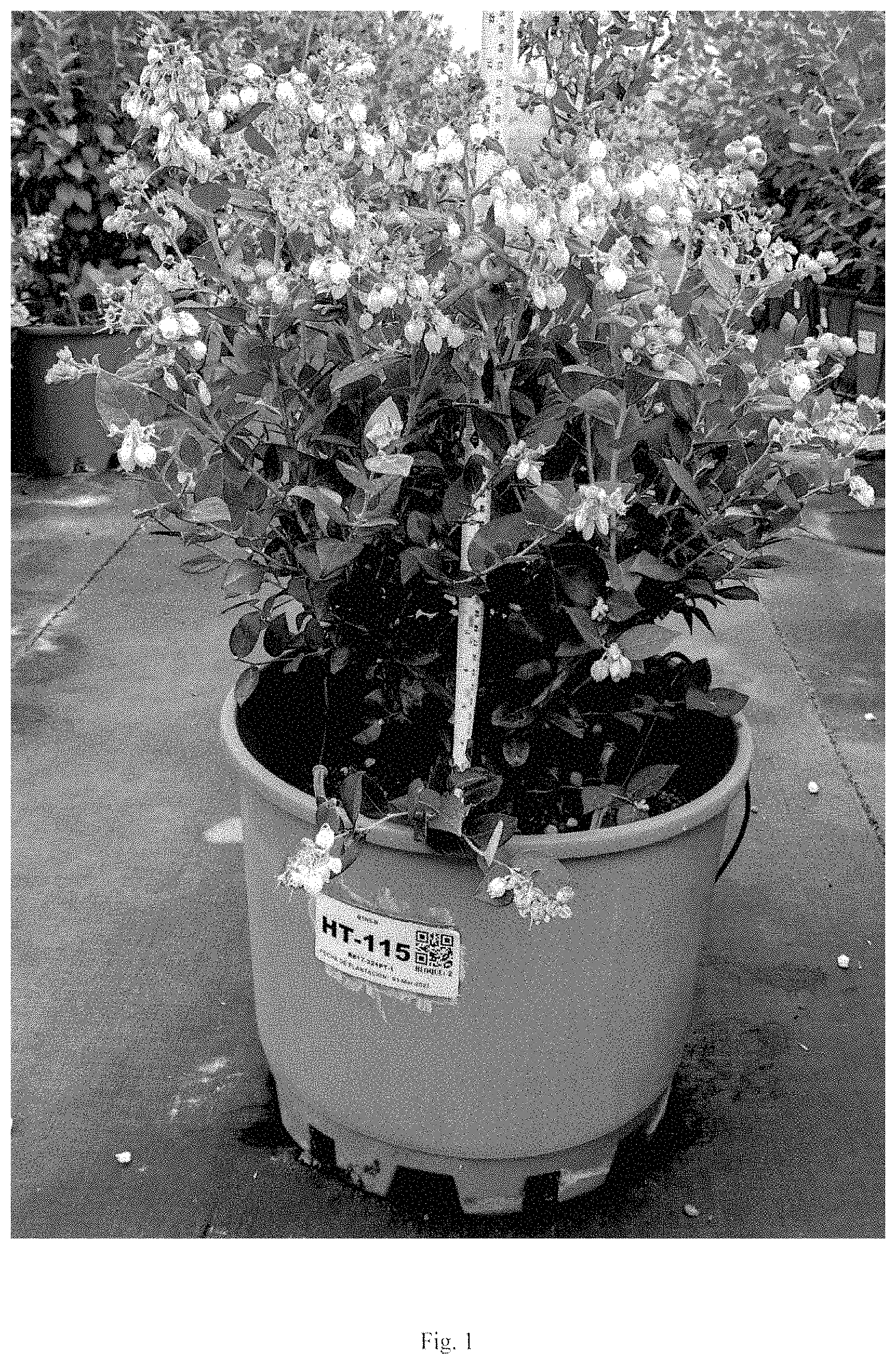 Patent USPP035435 — Blueberry plant named ‘BB17-321PT-1’ — Figure 1