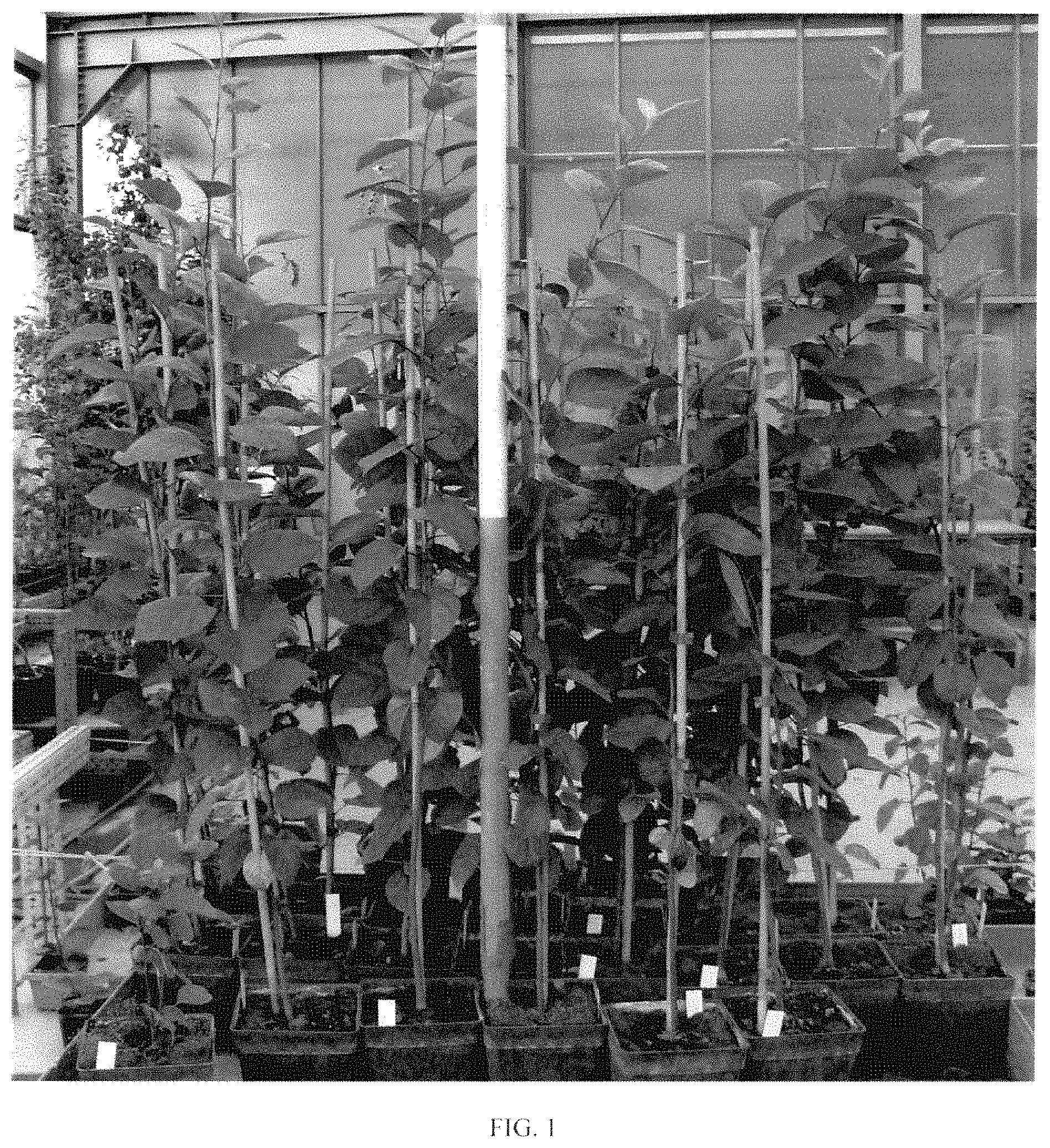 Patent USPP035436 — Apple tree rootstock named ‘D2212’ — Figure 1