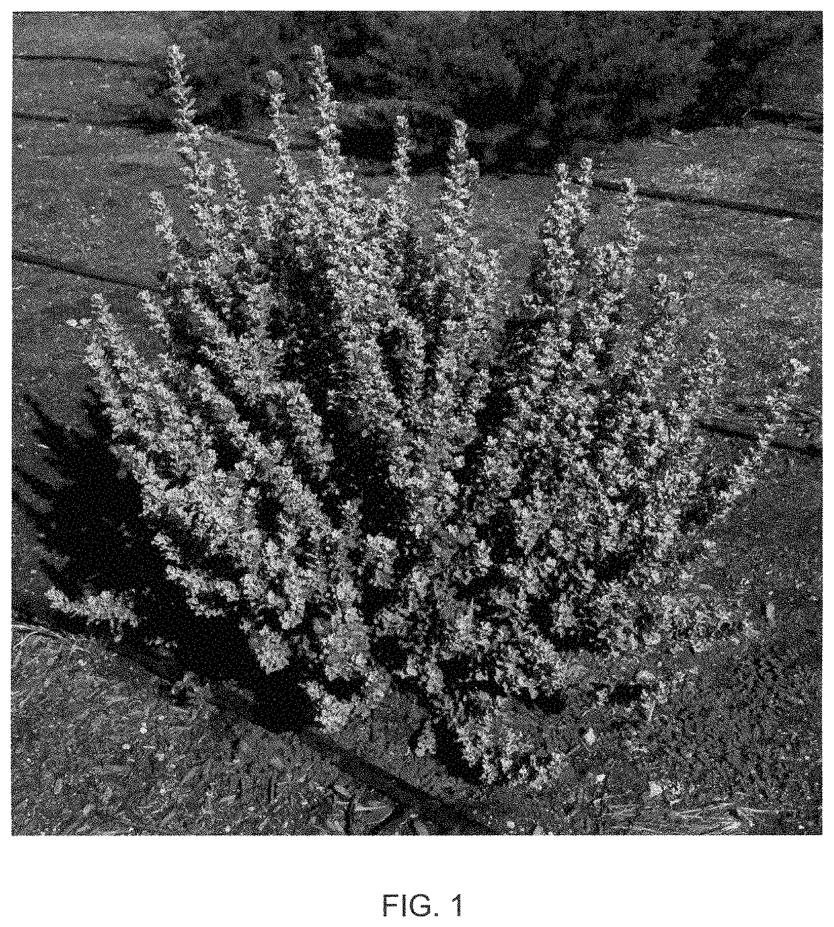Patent USPP035437 — Leucophyllum hybrid plant named ‘Microburst’ — Figure 1