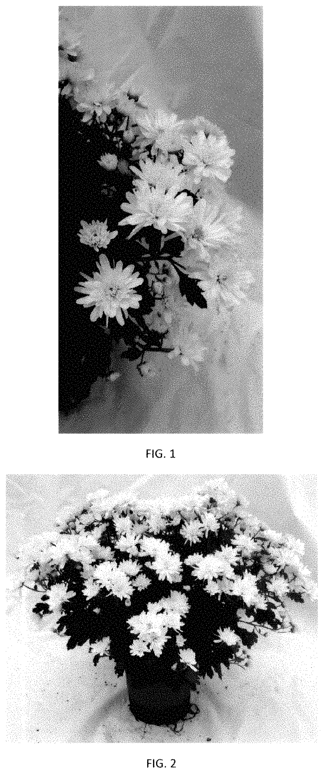 Patent USPP035439 — Chrysanthemum plant named ‘CIFZ0103’ — Figure 1