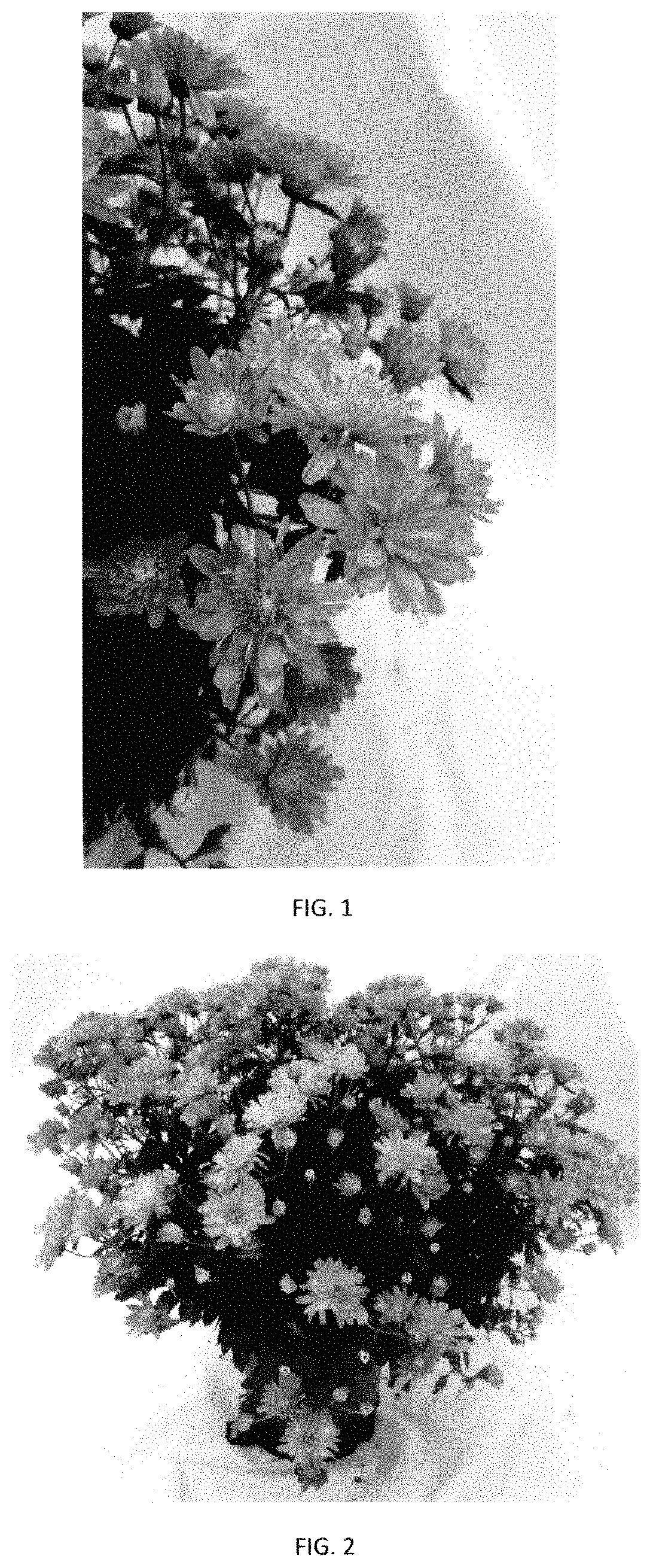 Patent USPP035440 — Chrysanthemum plant named ‘CIFZ0102’ — Figure 1
