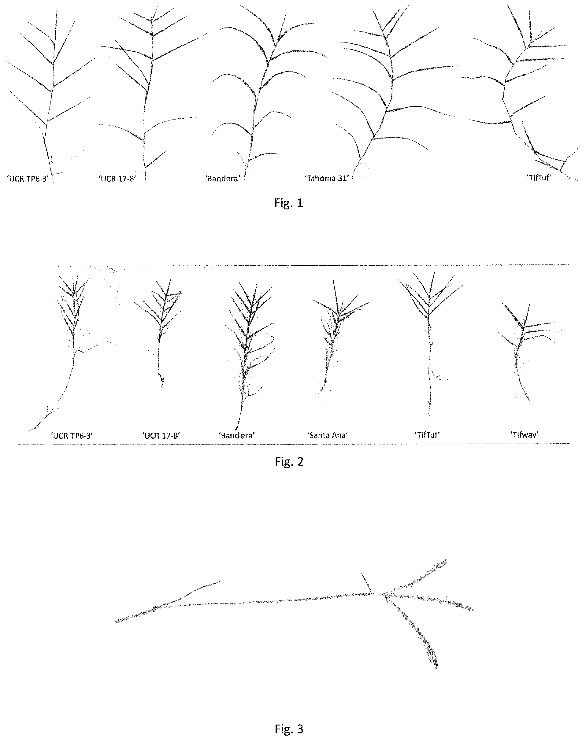 Patent USPP035441 — Bermudagrass named ‘UCR TP6-3’ — Figure 1