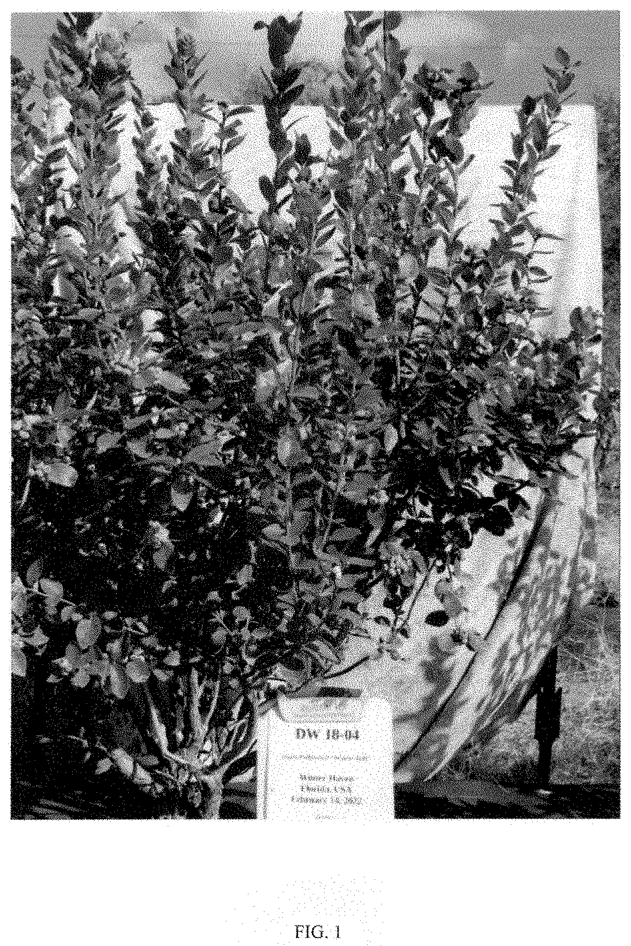 Patent USPP035443 — Vaccinium plant named ‘DW18-04’ — Figure 1