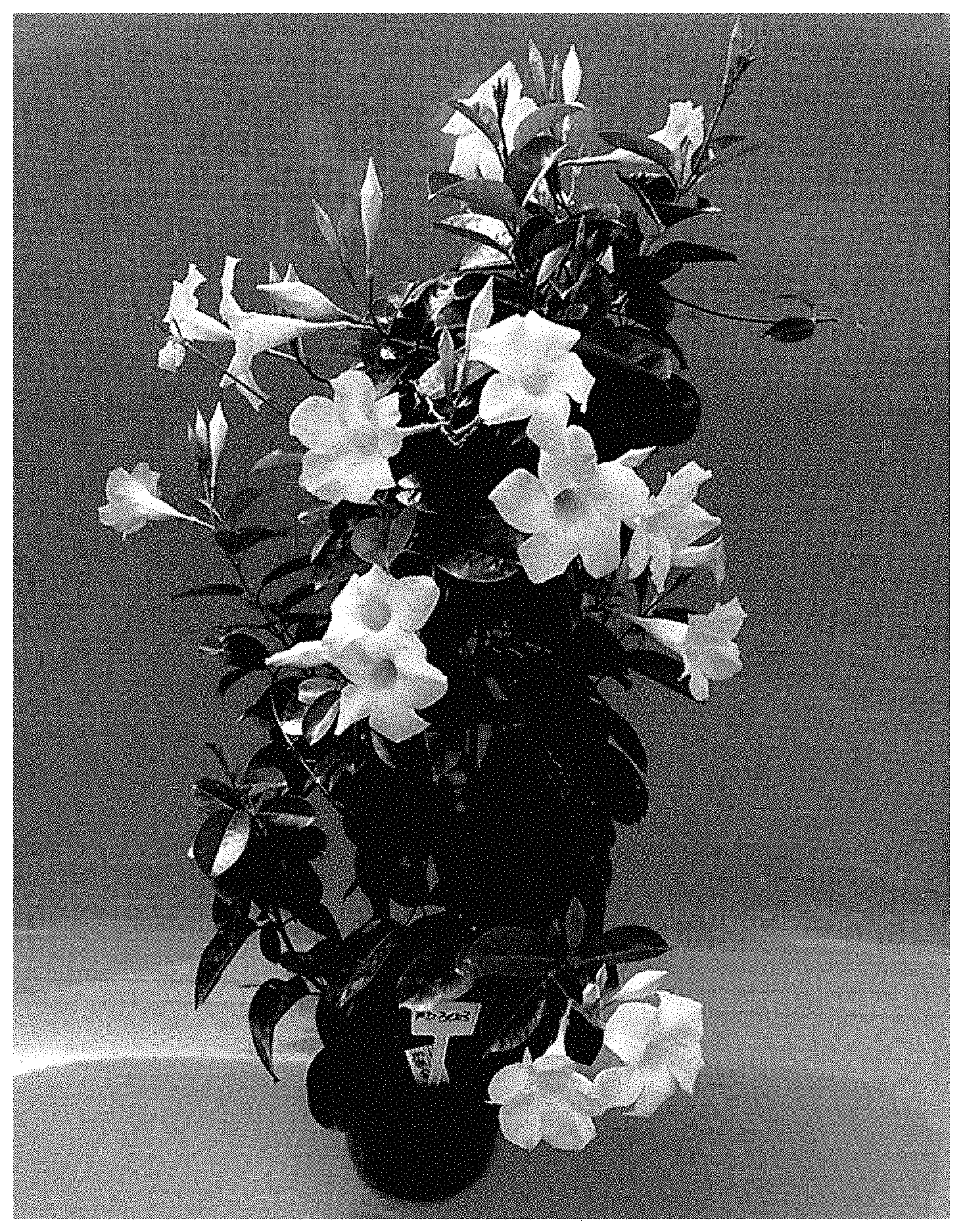 Patent USPP035445 — Mandevilla plant named ‘TVMD303’ — Figure 1