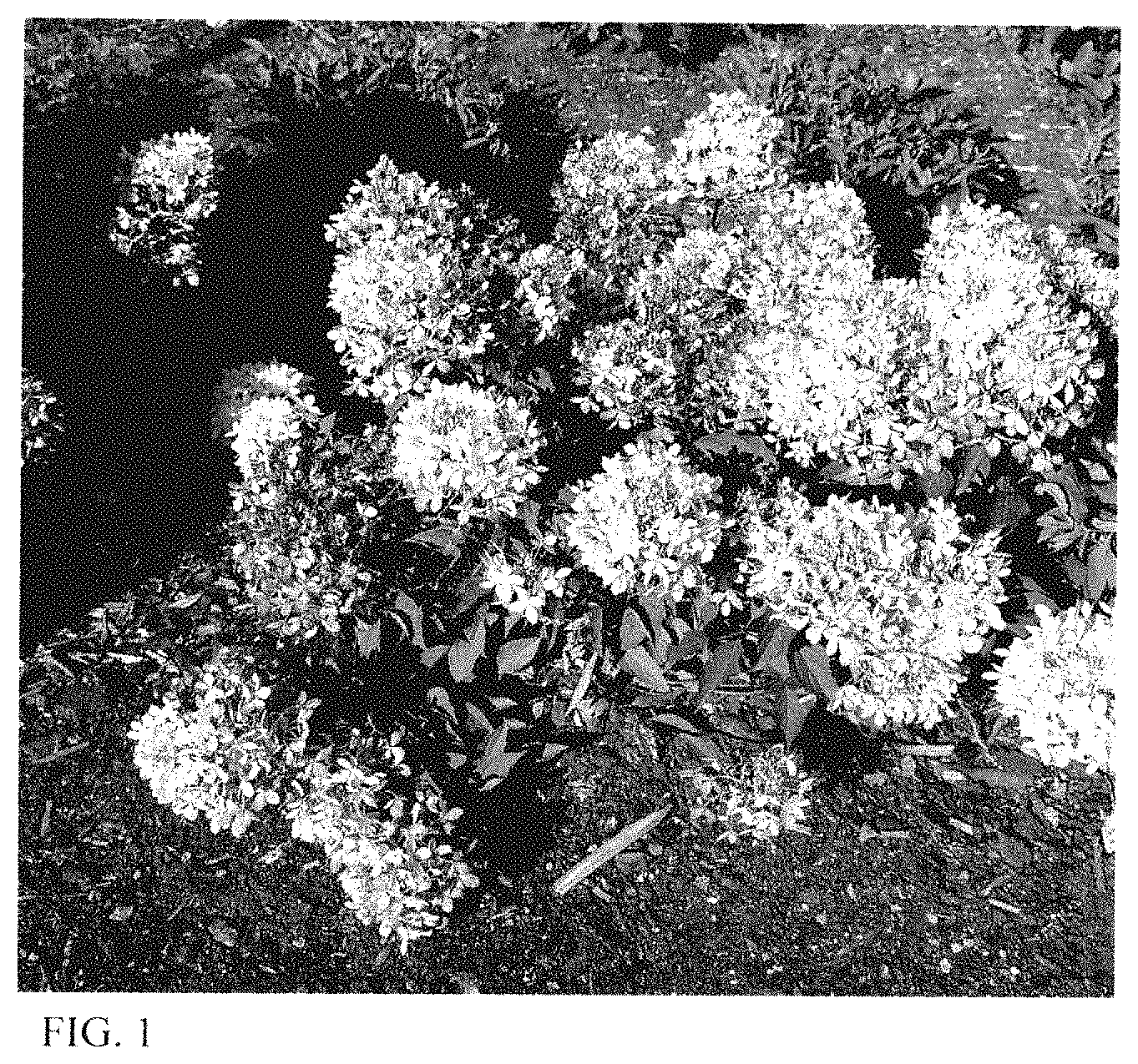Patent USPP035446 — Hydrangea plant named ‘HYLV18535’ — Figure 1