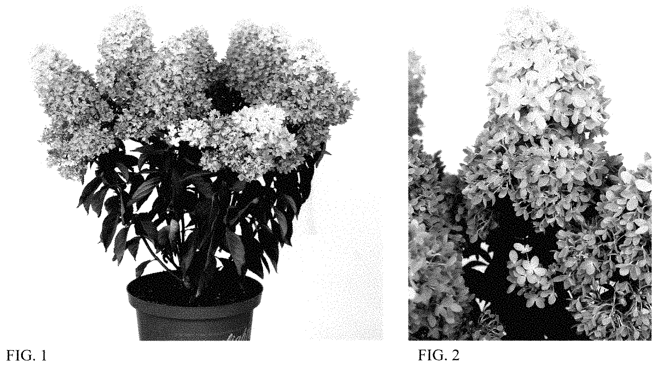 Patent USPP035447 — Hydrangea plant named ‘HYLV17522’ — Figure 1
