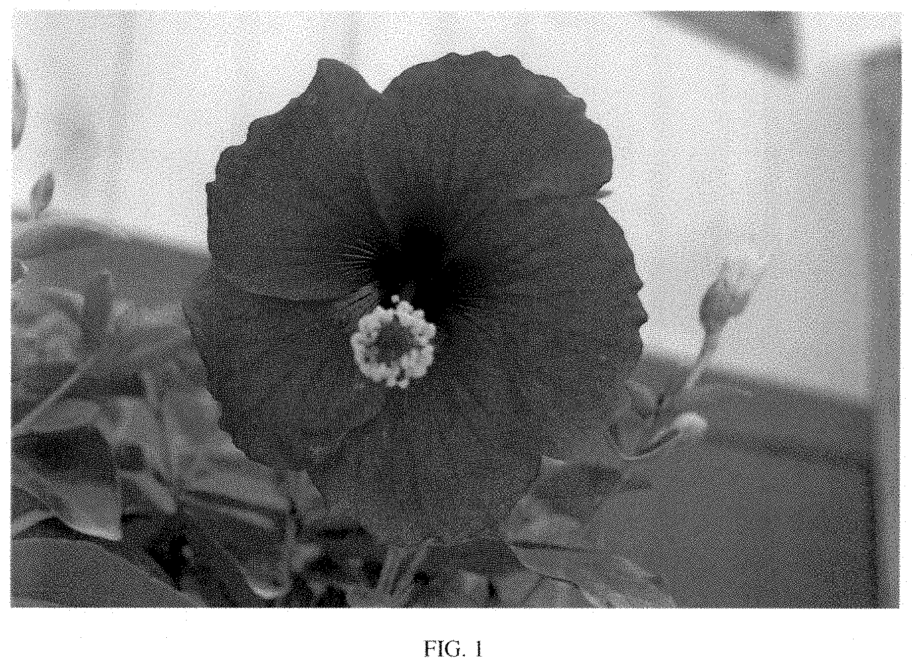 Patent USPP035448 — Hibiscus plant named ‘14-0704-02’ — Figure 1
