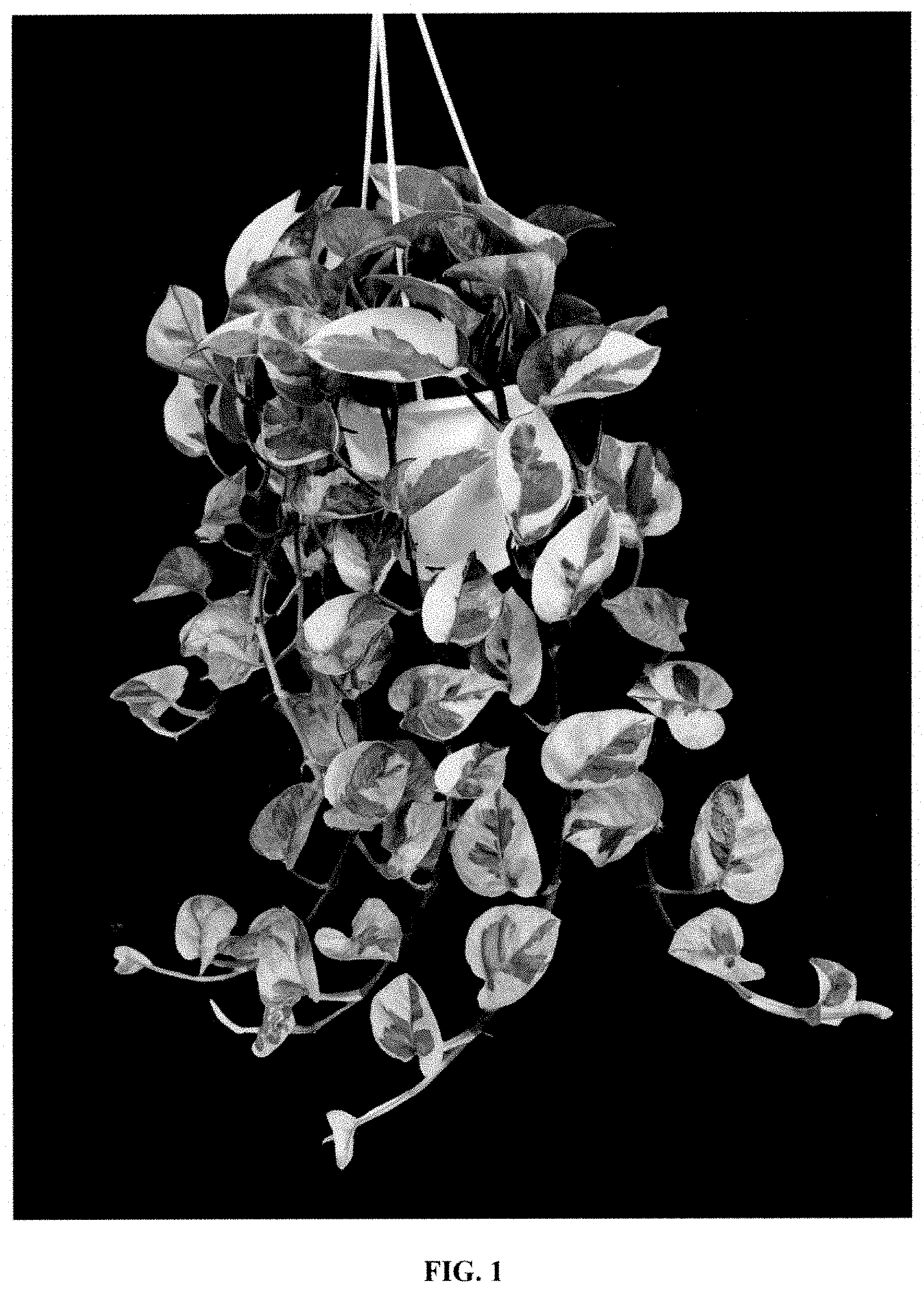 Patent USPP035450 — Epipremnum plant named ‘EM0002’ — Figure 1