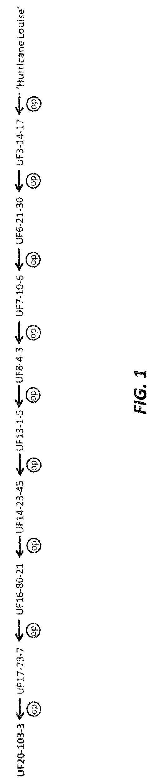 Patent USPP035451 Figure 1 – Coleus plant named ‘UF20-103-3’